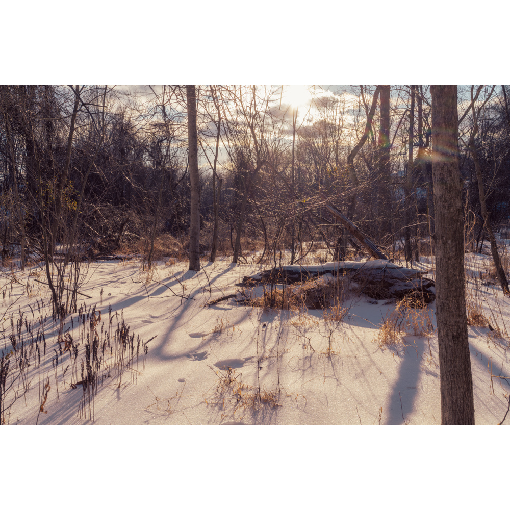 Winter Morning, original photograph by William Everett