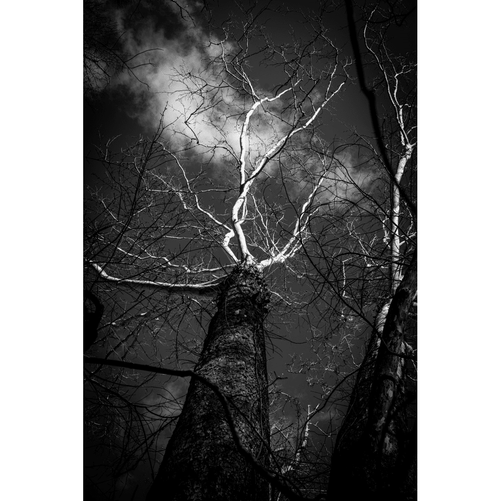 Wandering Alone, original black & white photograph by William Everett