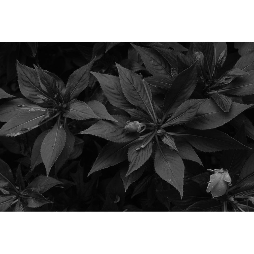 Growth Unseen, original black & white photograph by William Everett