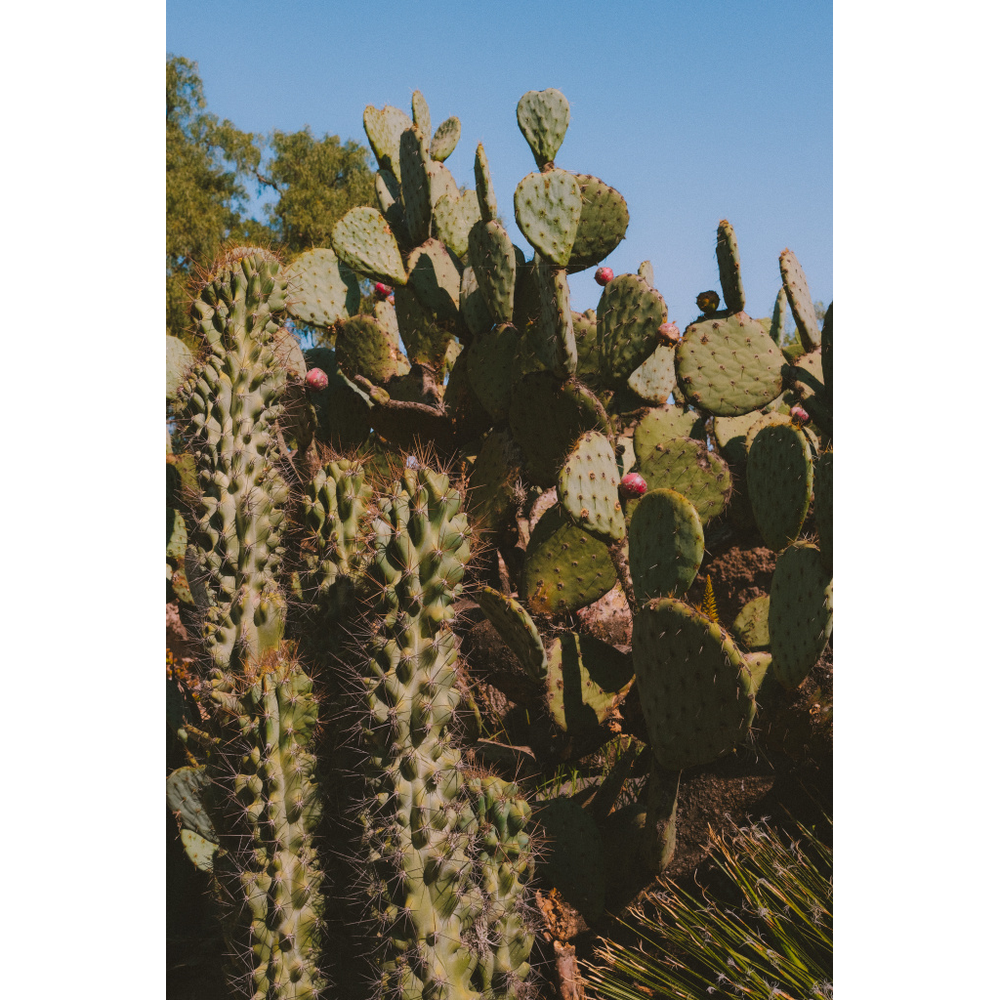 Morning Cactus, original color photograph by William Everett
