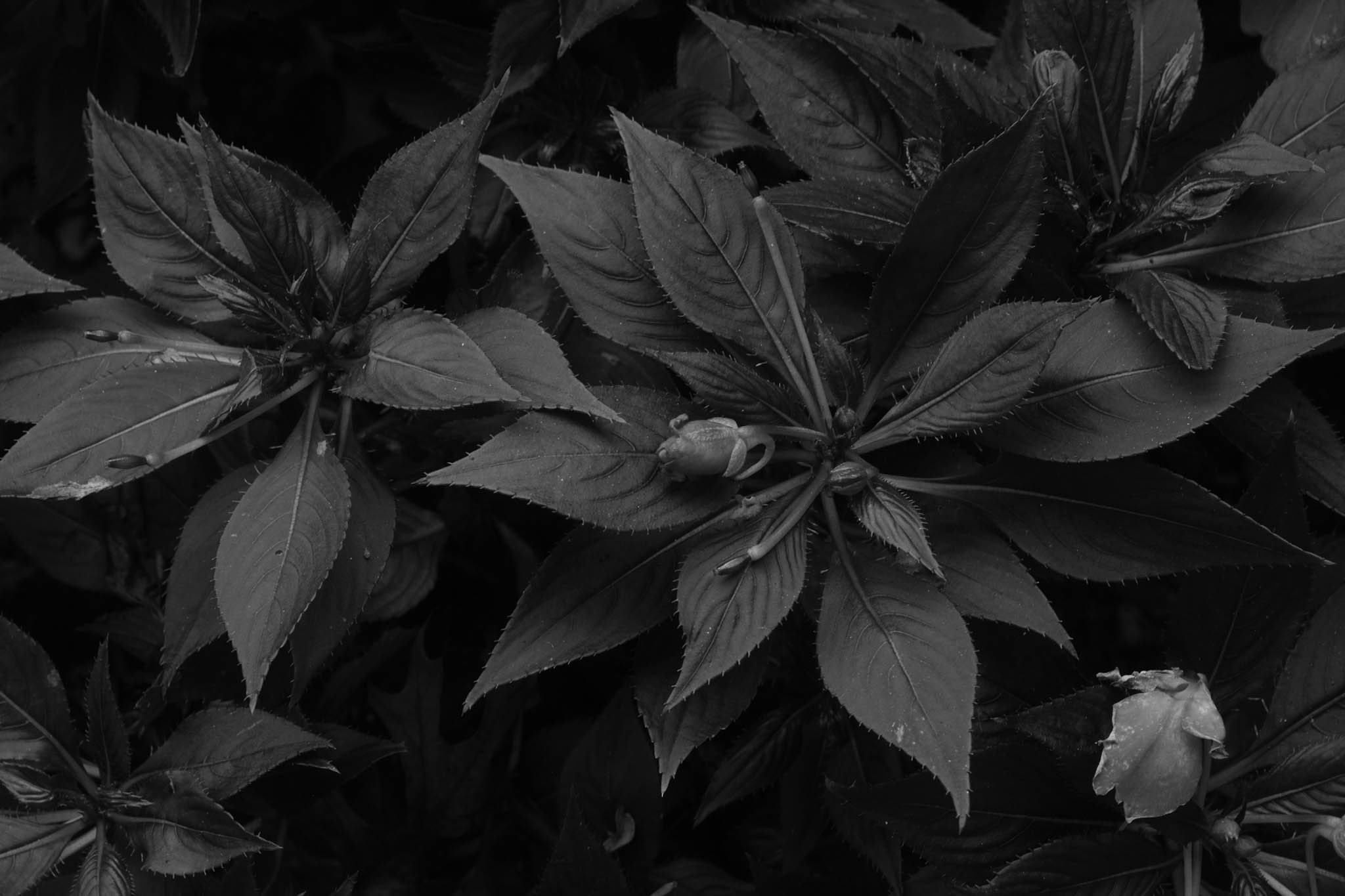 Close-up of dark leaves and flower buds on a plant, in black and white.