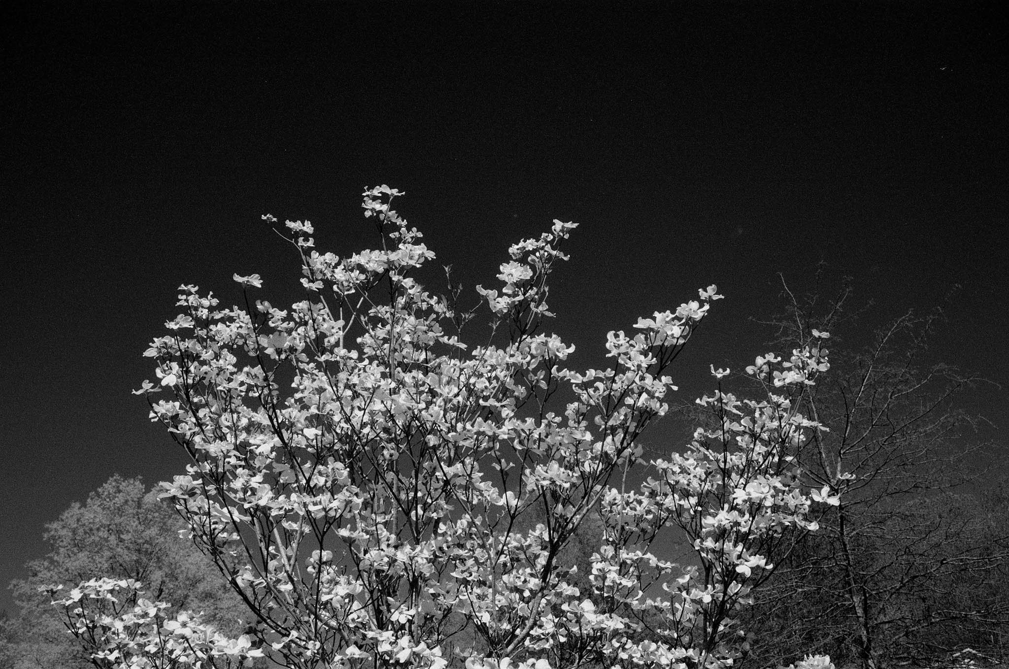 Tree with blossoms at night, with a dark sky and other trees in the background.