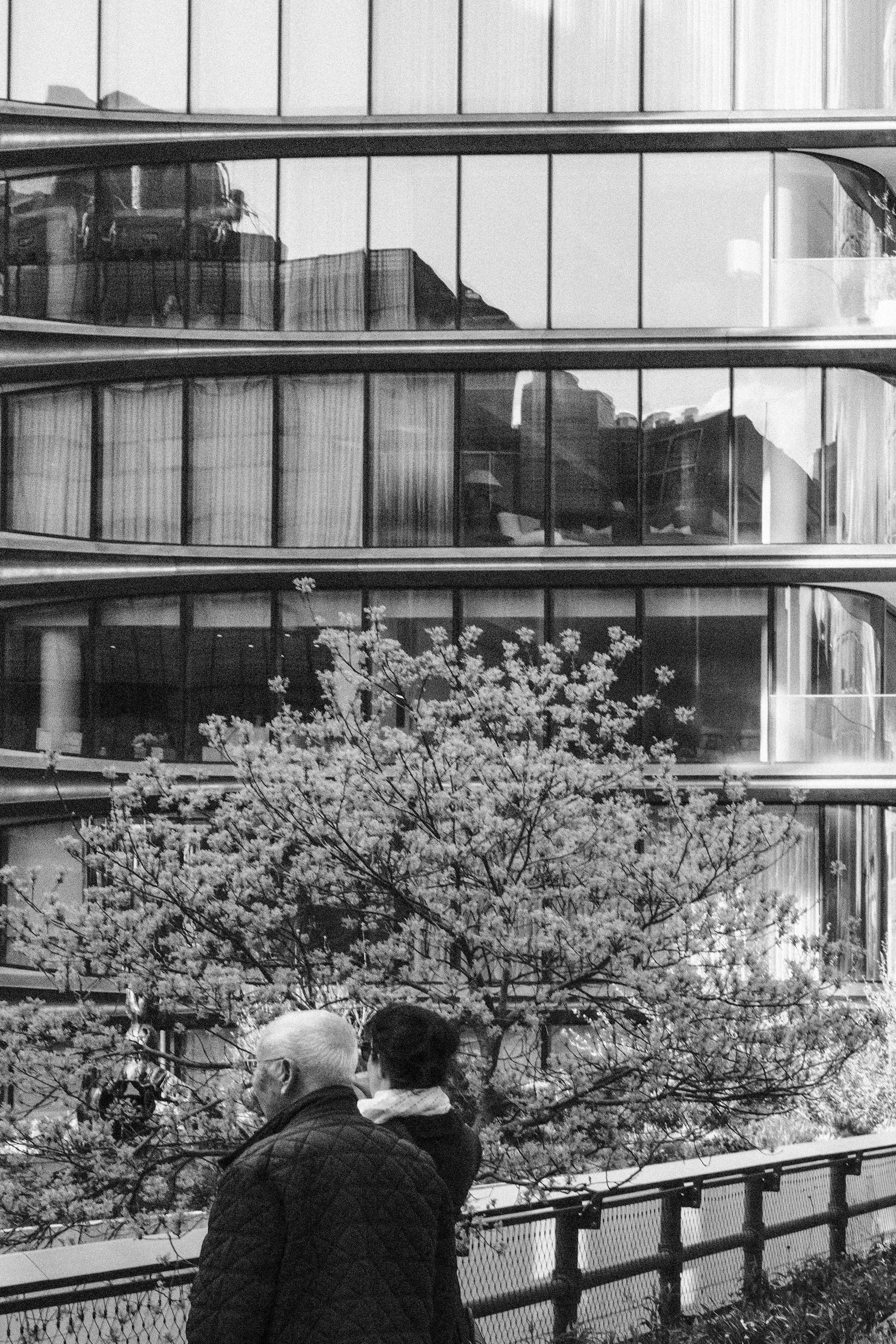 Two people standing near a fence in front of a blooming tree with modern glass buildings in the background.