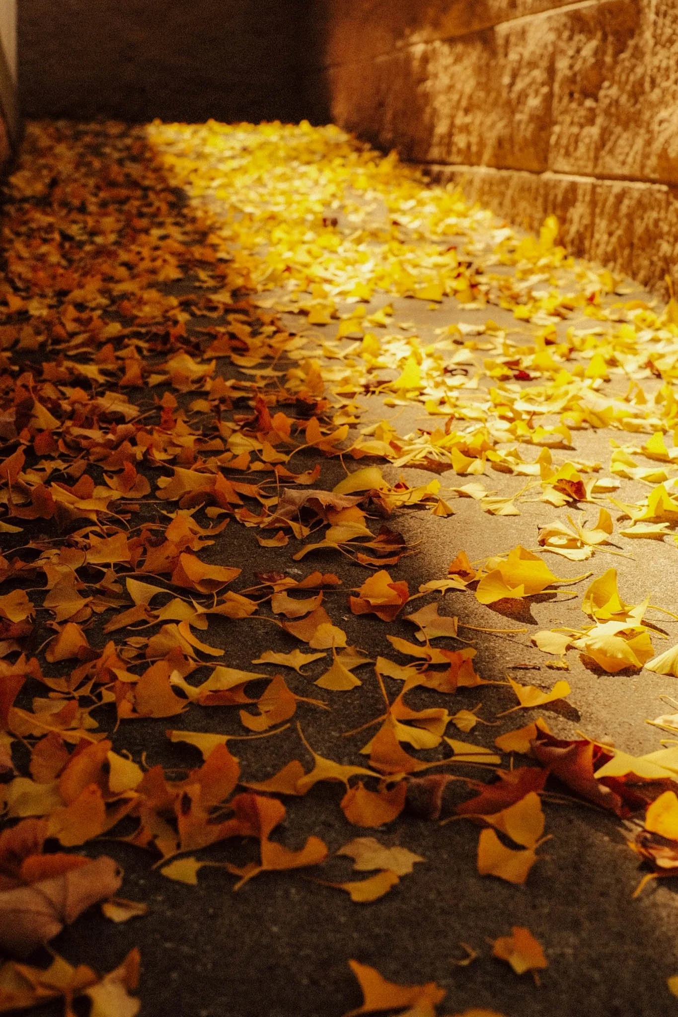 Fallen yellow and brown autumn leaves scattered on a sidewalk near a stone wall.