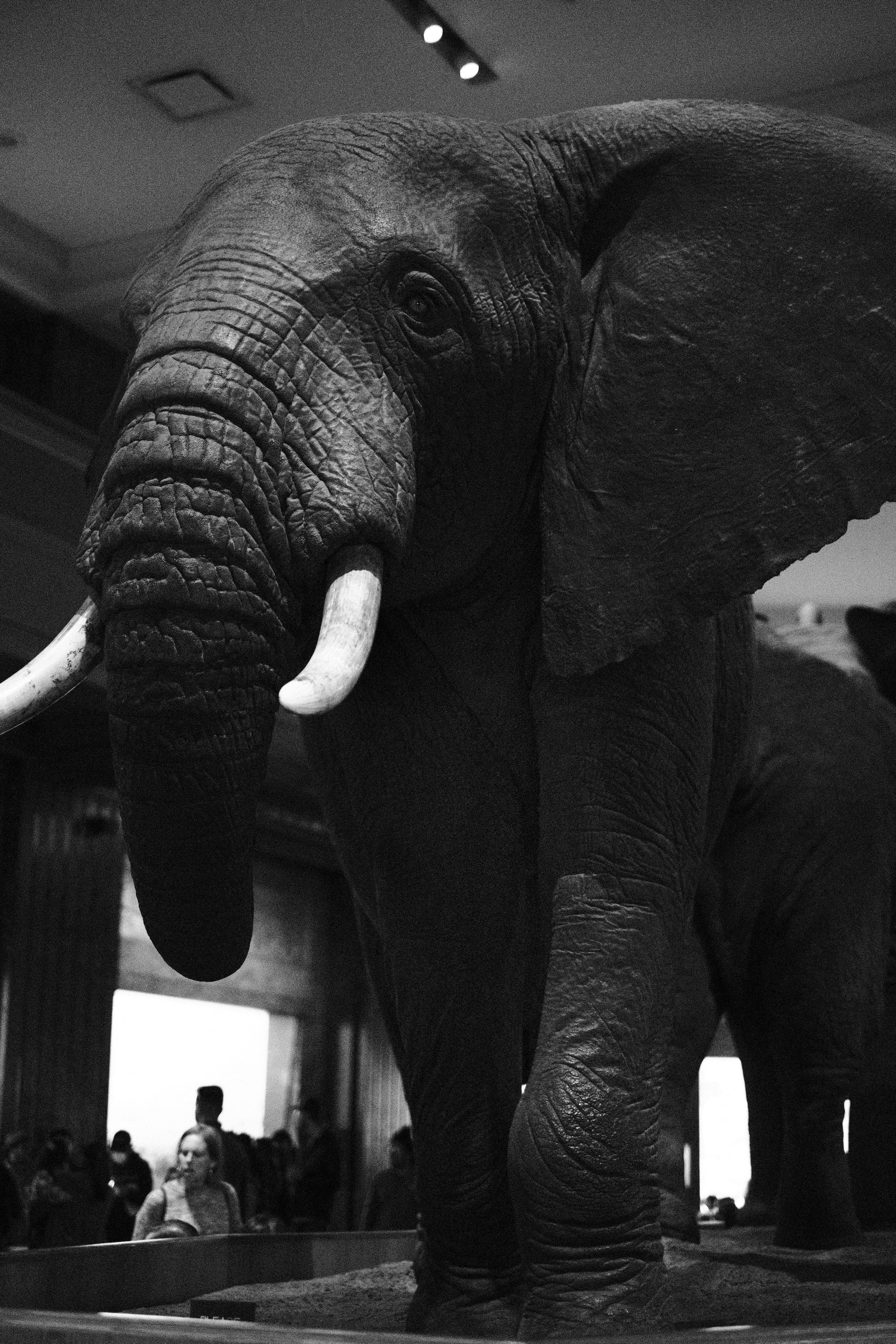 Black and white photo of an African elephant with large ears and prominent tusks, indoors at a museum or exhibit, with visitors visible in the background.