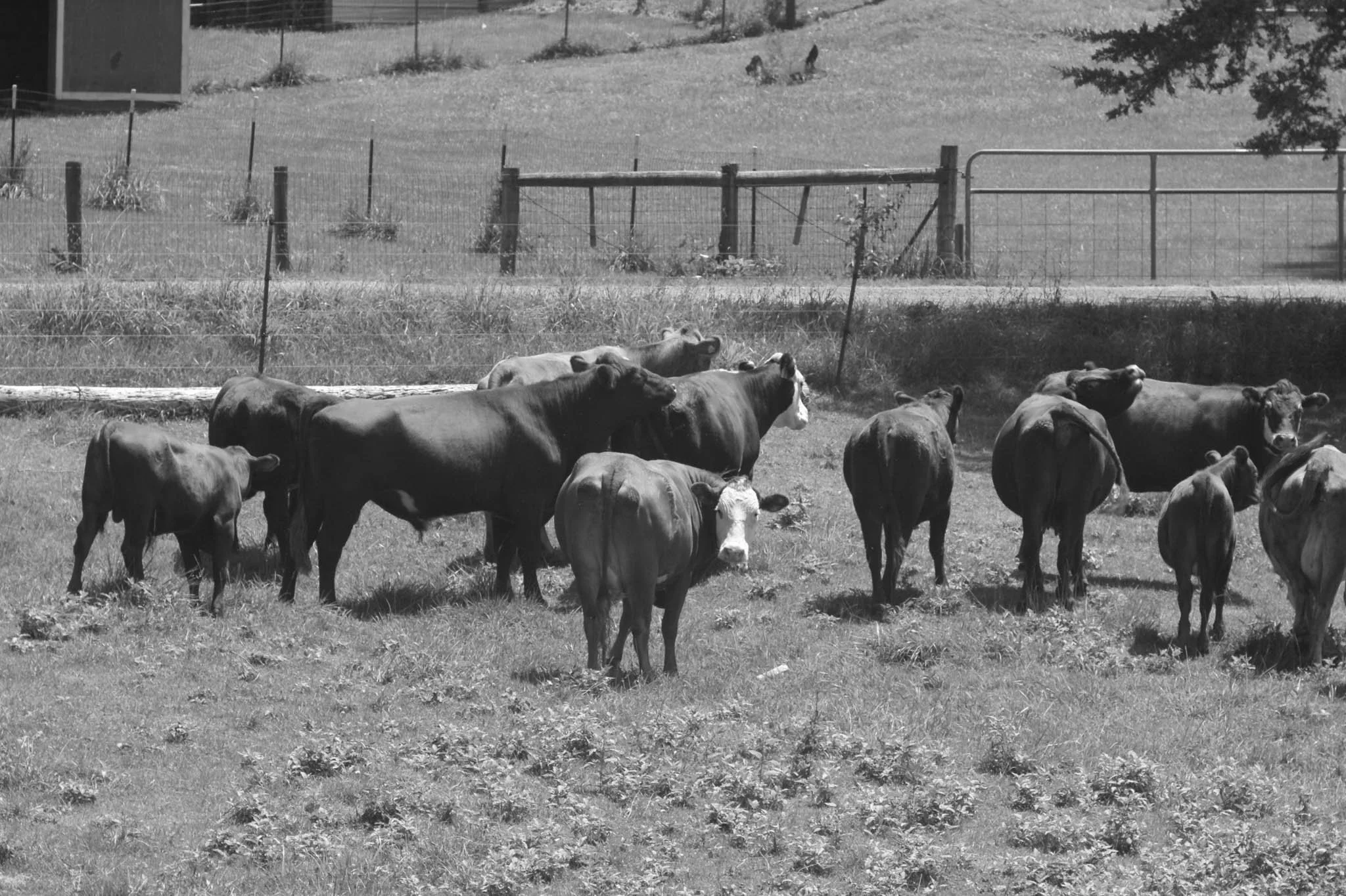 A group of cows and calves grazing in a grassy field with a fence, trees, and a building in the background.
