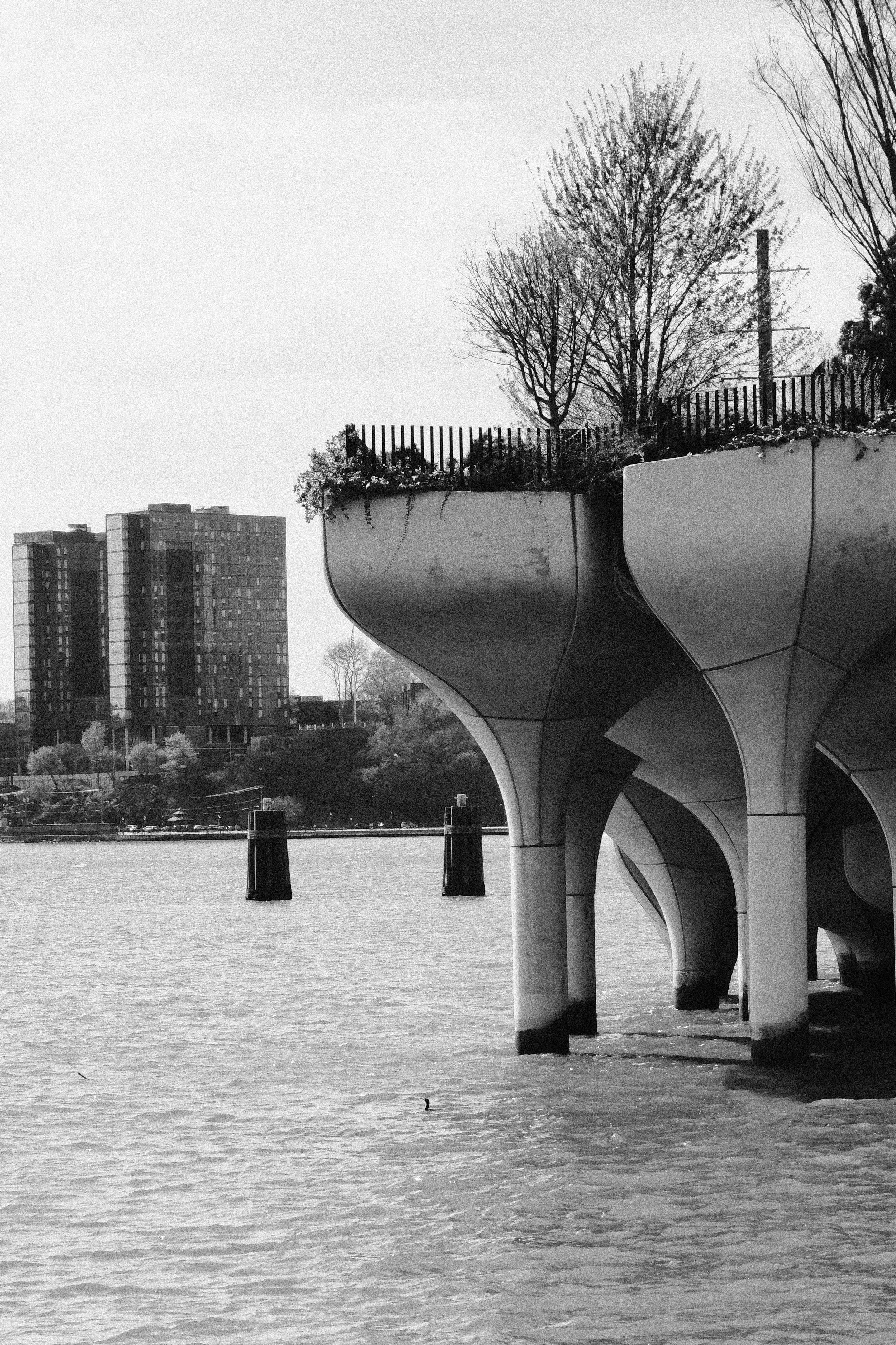 Black and white photo of a modern bridge over a river with trees and tall buildings in the background.