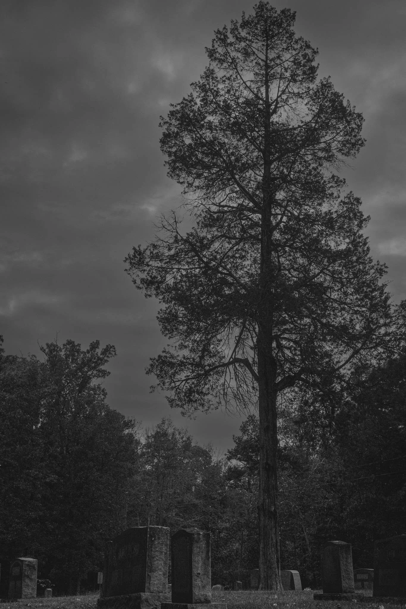 A tall, leafless tree standing among gravestones in a dark, cloudy cemetery.