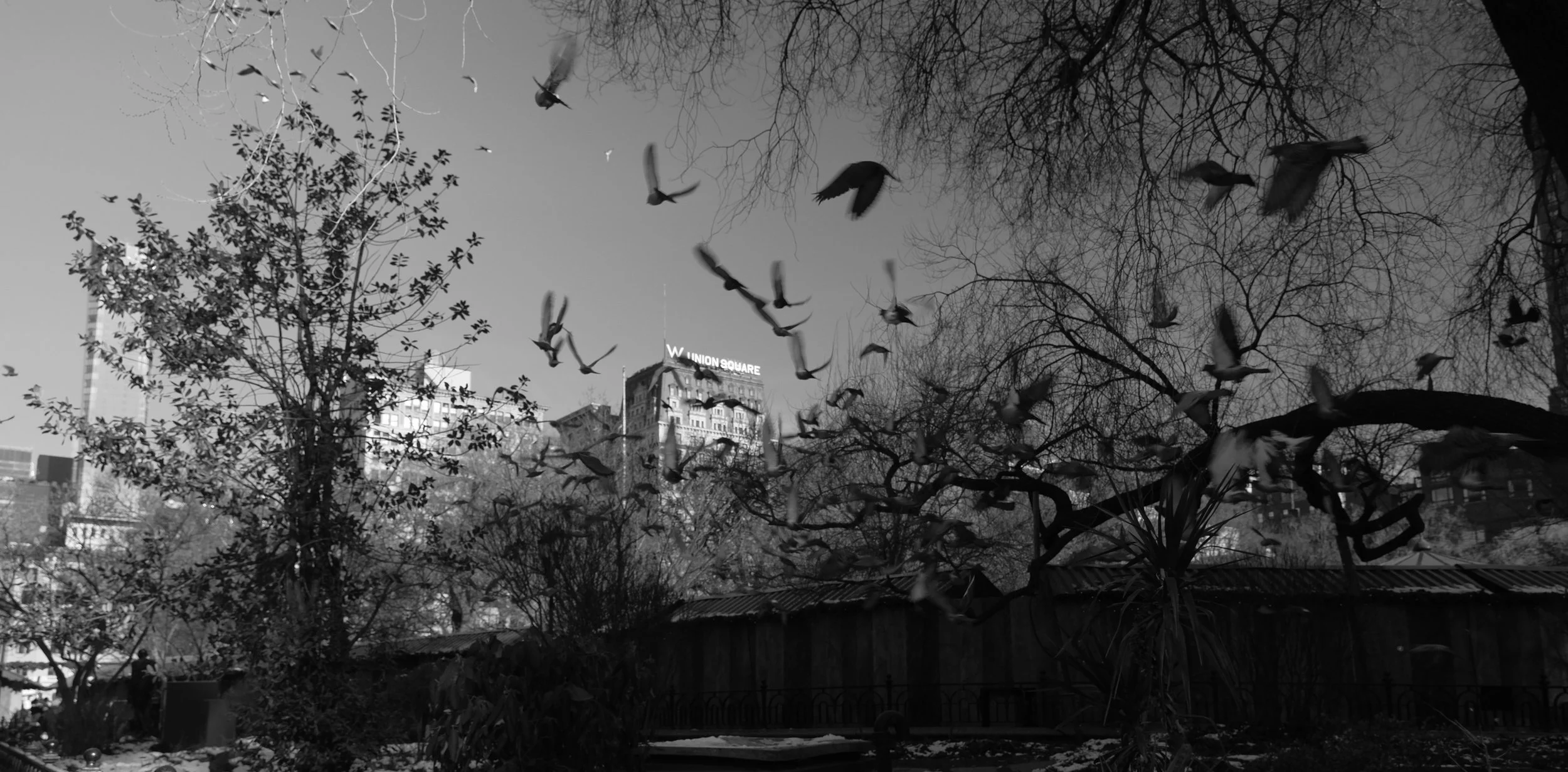 Black and white photo of a cityscape with leafless trees and birds flying in the sky, with a sign reading 'Union Square' visible on a building in the background.