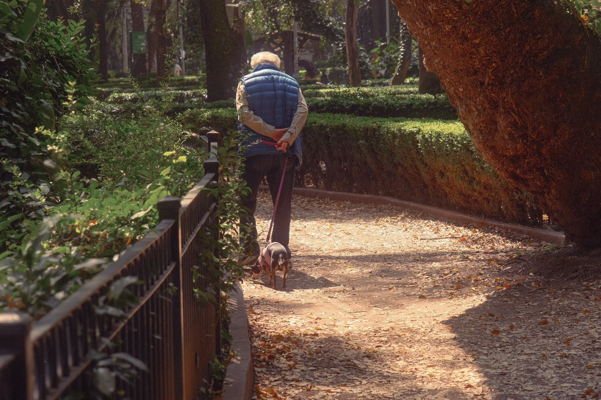 A person walking a small dog on a leash in a park with lush greenery and large trees, with sunlight filtering through the leaves.