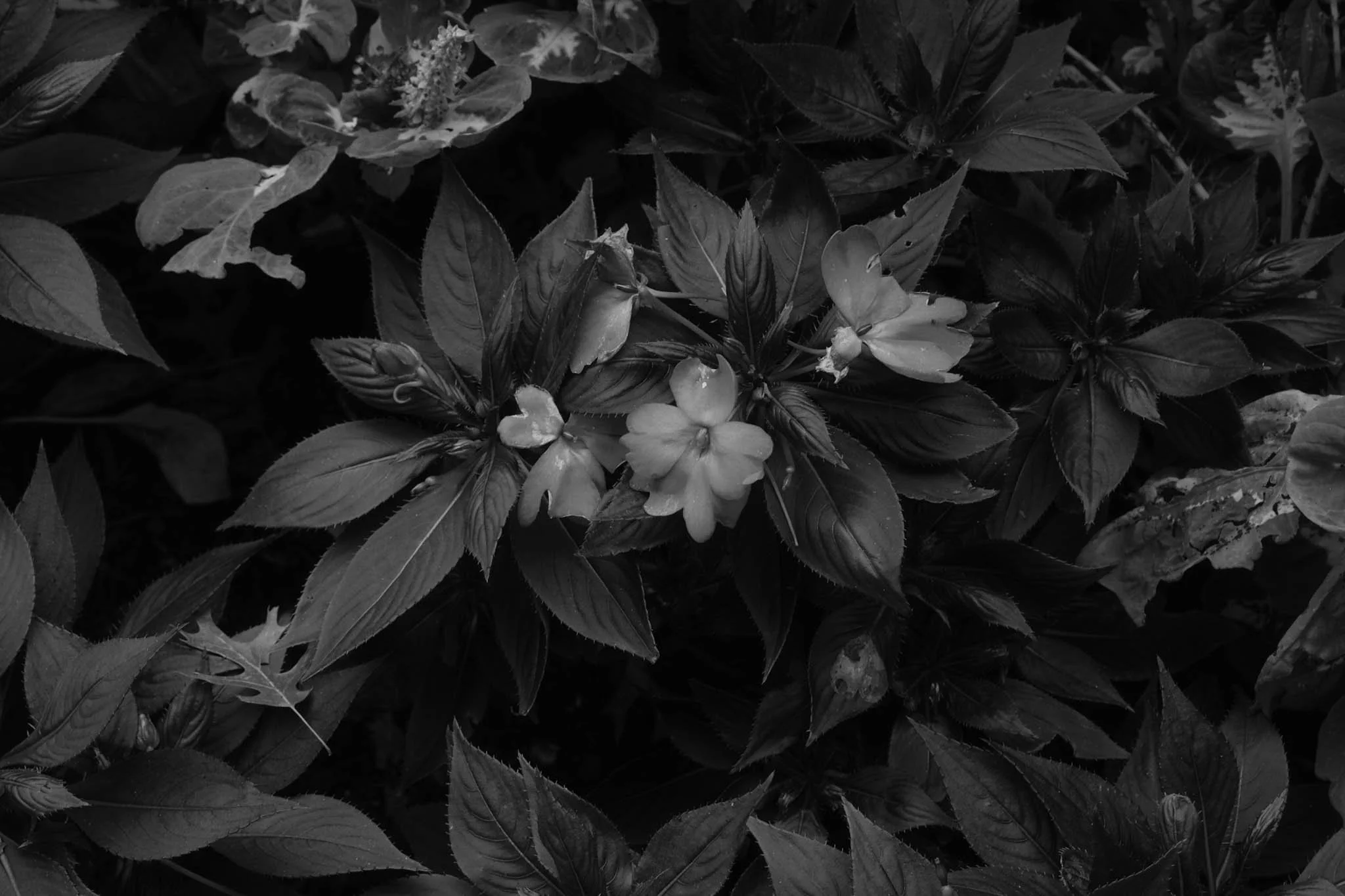 Black and white photograph of a cluster of leaves and flowers.