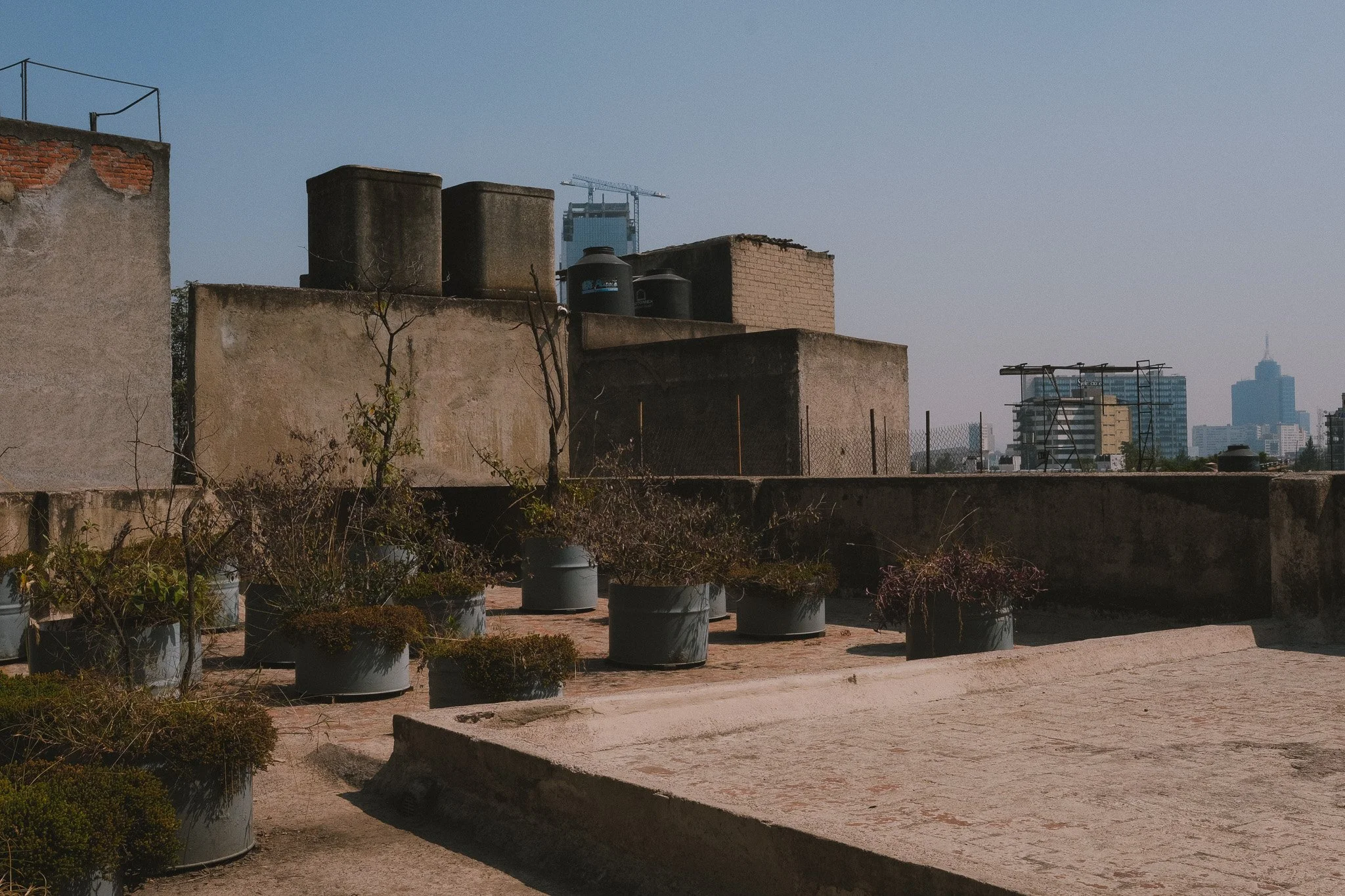 Urban rooftop with potted plants, water tanks, and cityscape in the background under a clear sky.