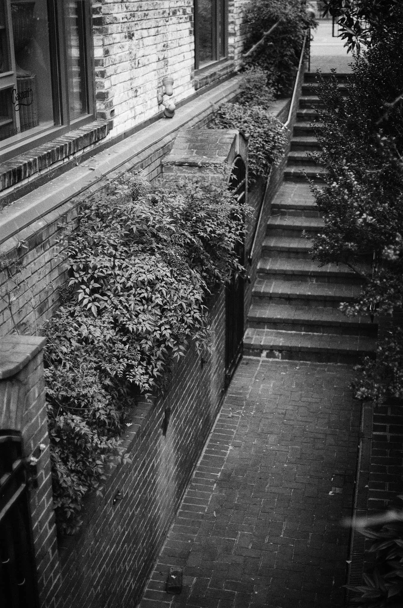 Black and white photo of an outdoor staircase leading up alongside a brick building with a window, plants and ivy growing along the brick wall, and a small brick structure with a grate covering an opening.
