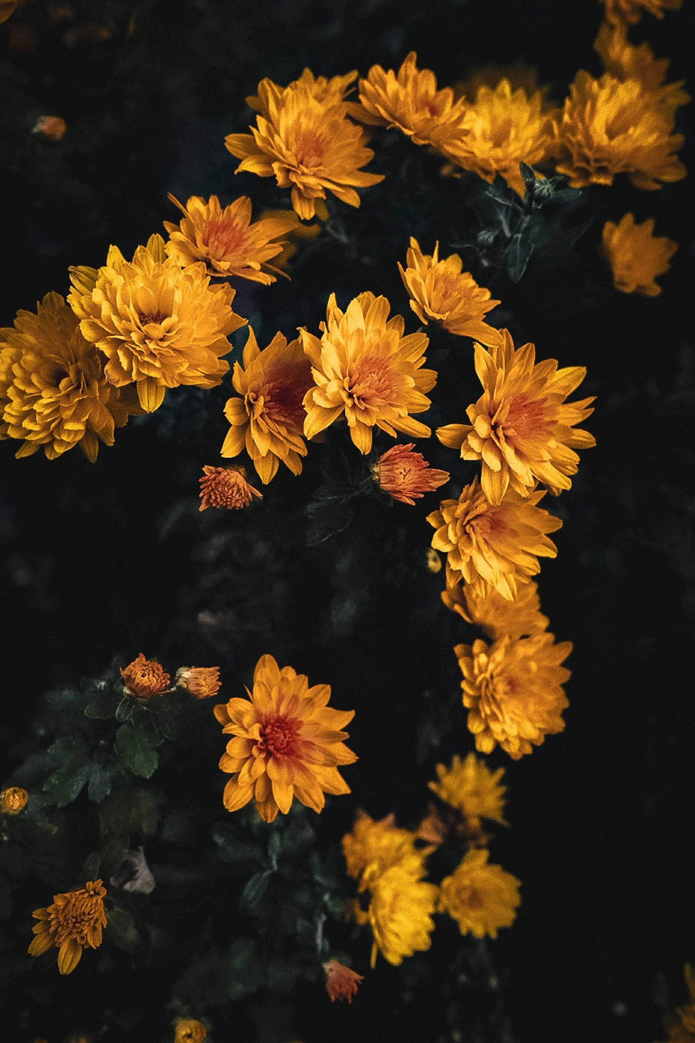 Cluster of bright orange and yellow daisy-like flowers against dark background.