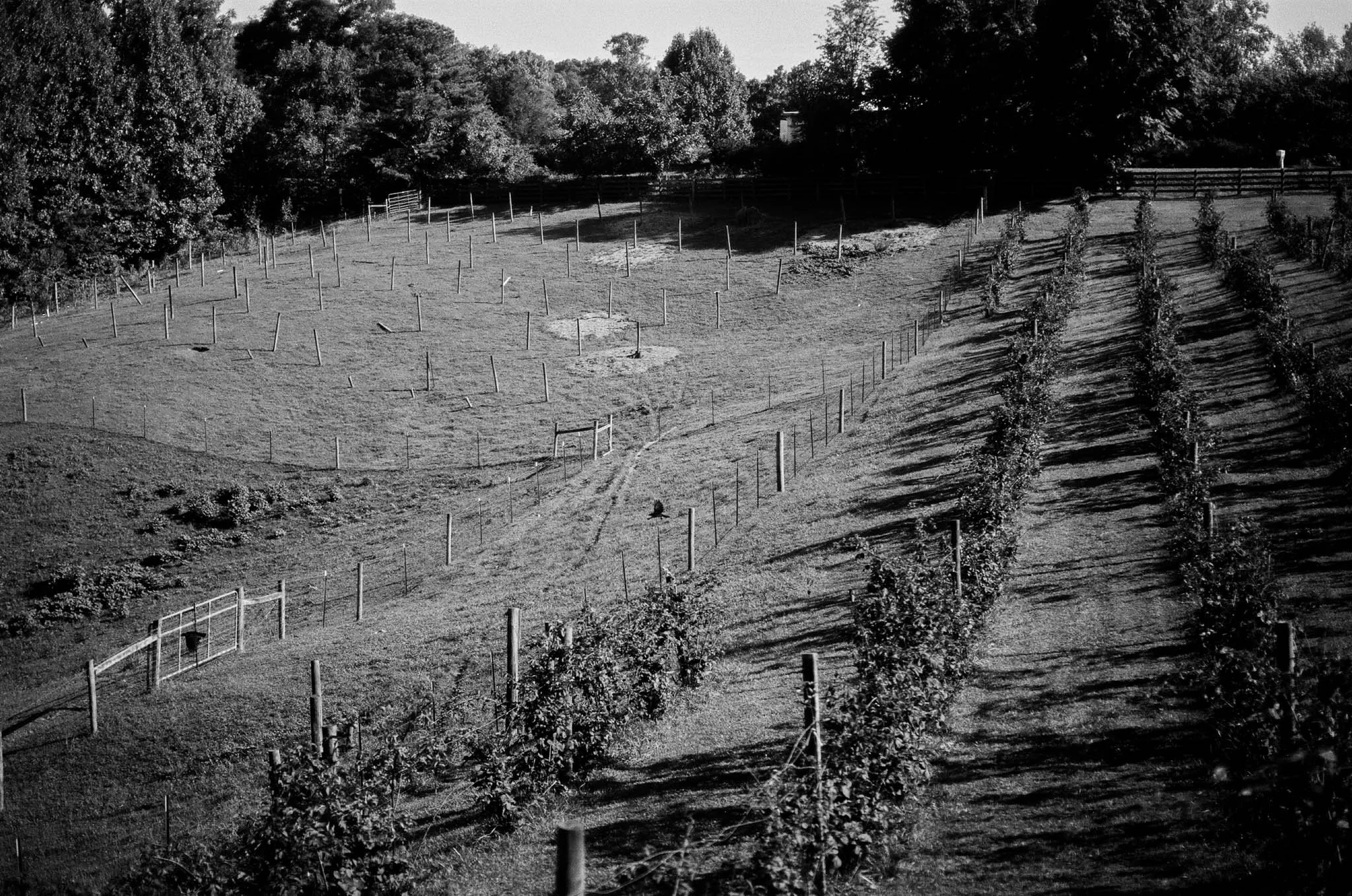A black and white photo of a terraced landscape with rows of trees or plants separated by fences, a dirt path running through the middle, and a densely wooded area in the background.