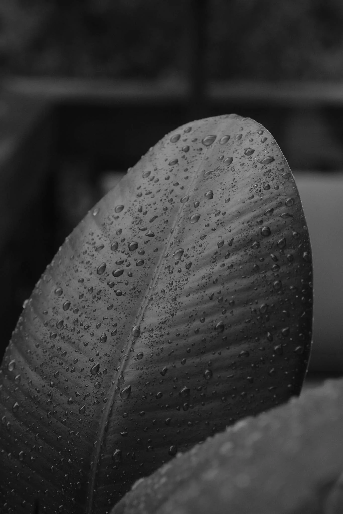 Close-up of a leaf covered in water droplets, black and white photograph.