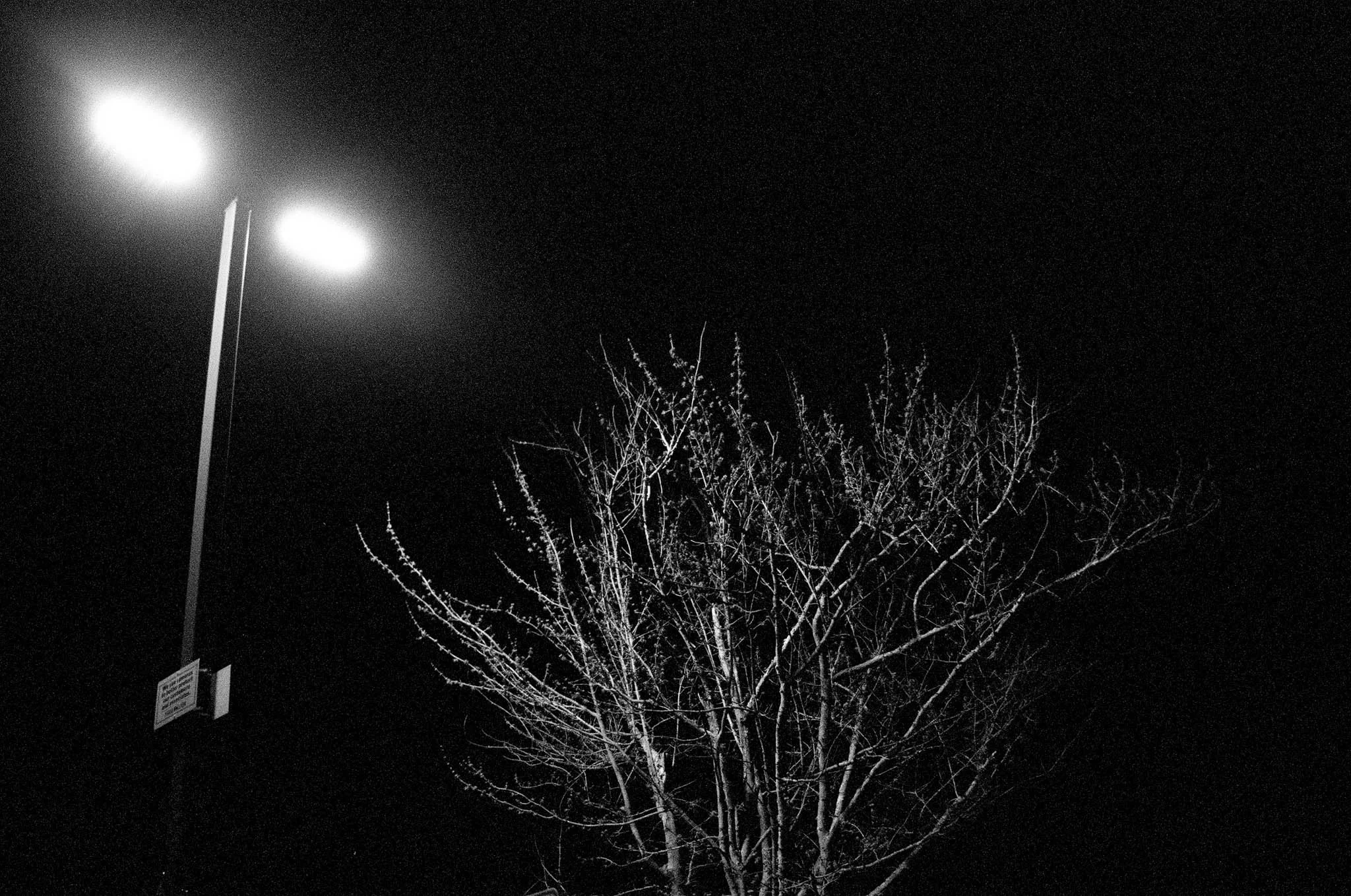 Night scene with a lit streetlamp illuminating a leafless tree against a dark sky.