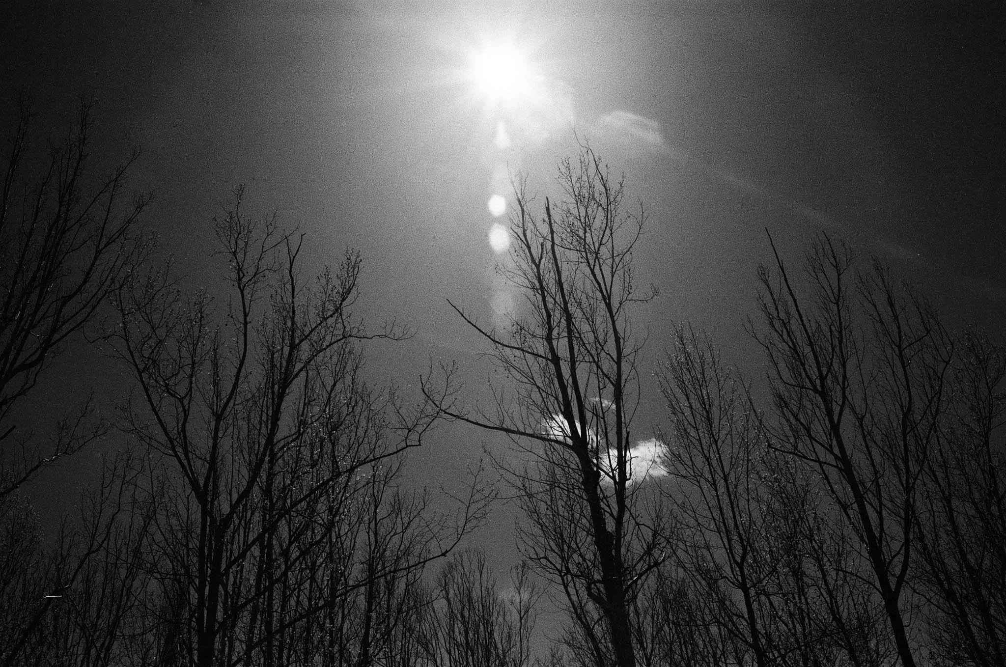 Black and white photo of leafless trees under a bright sun with lens flare and a single small cloud in the sky.