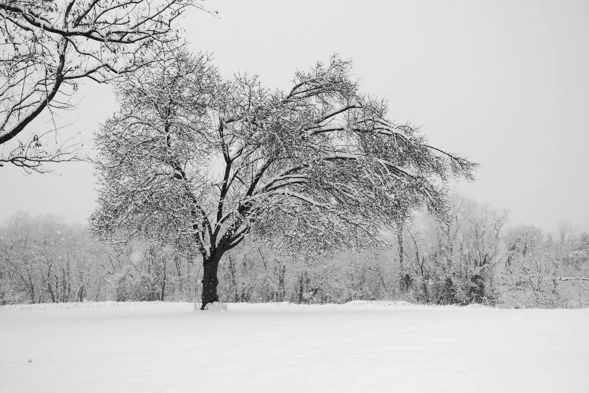 A snow-covered landscape with a large, leafless tree in the foreground, with other trees in the background also covered in snow. The sky is overcast.
