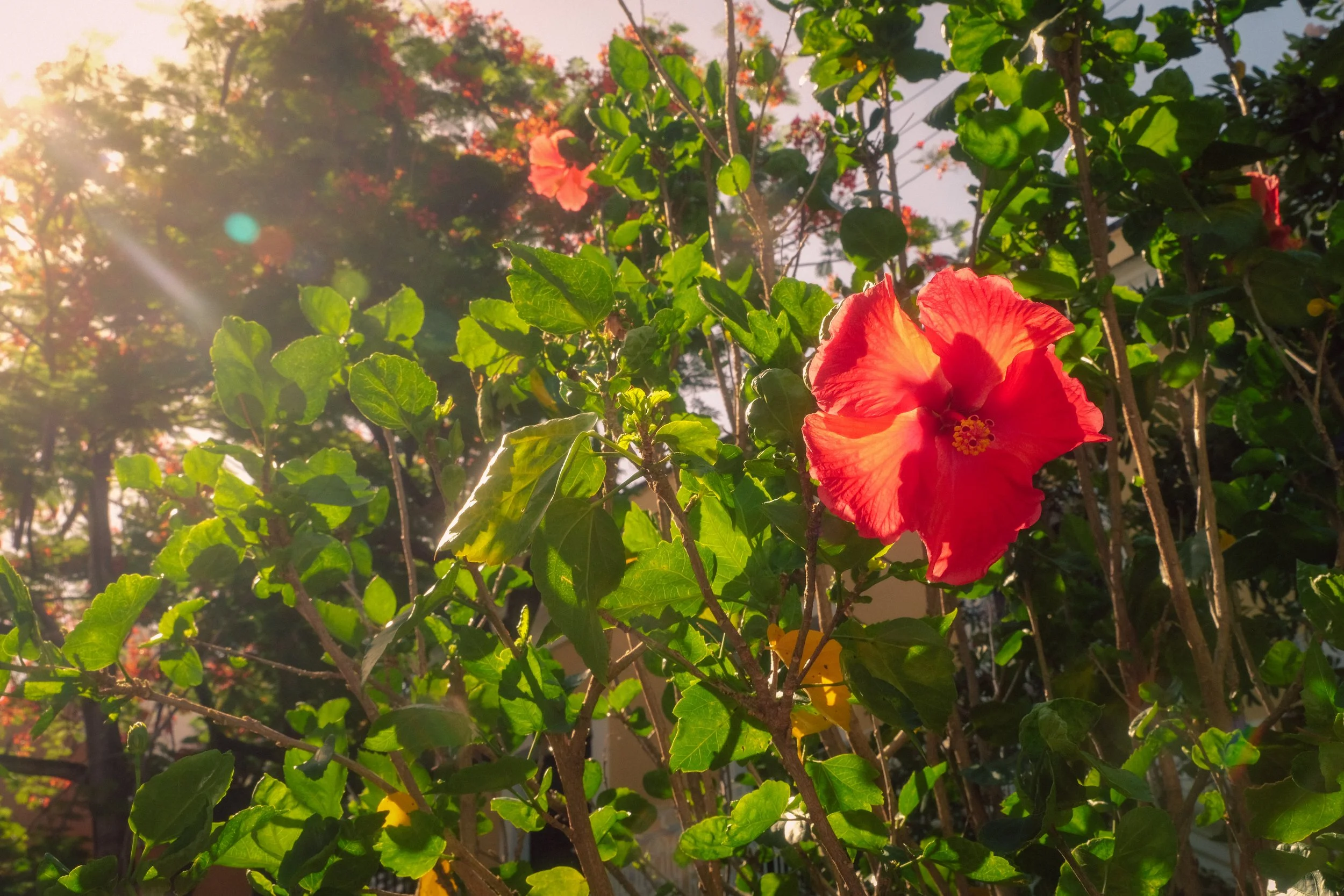A vibrant red hibiscus flower blooming among green leaves in a garden with sunlight streaming through the trees.