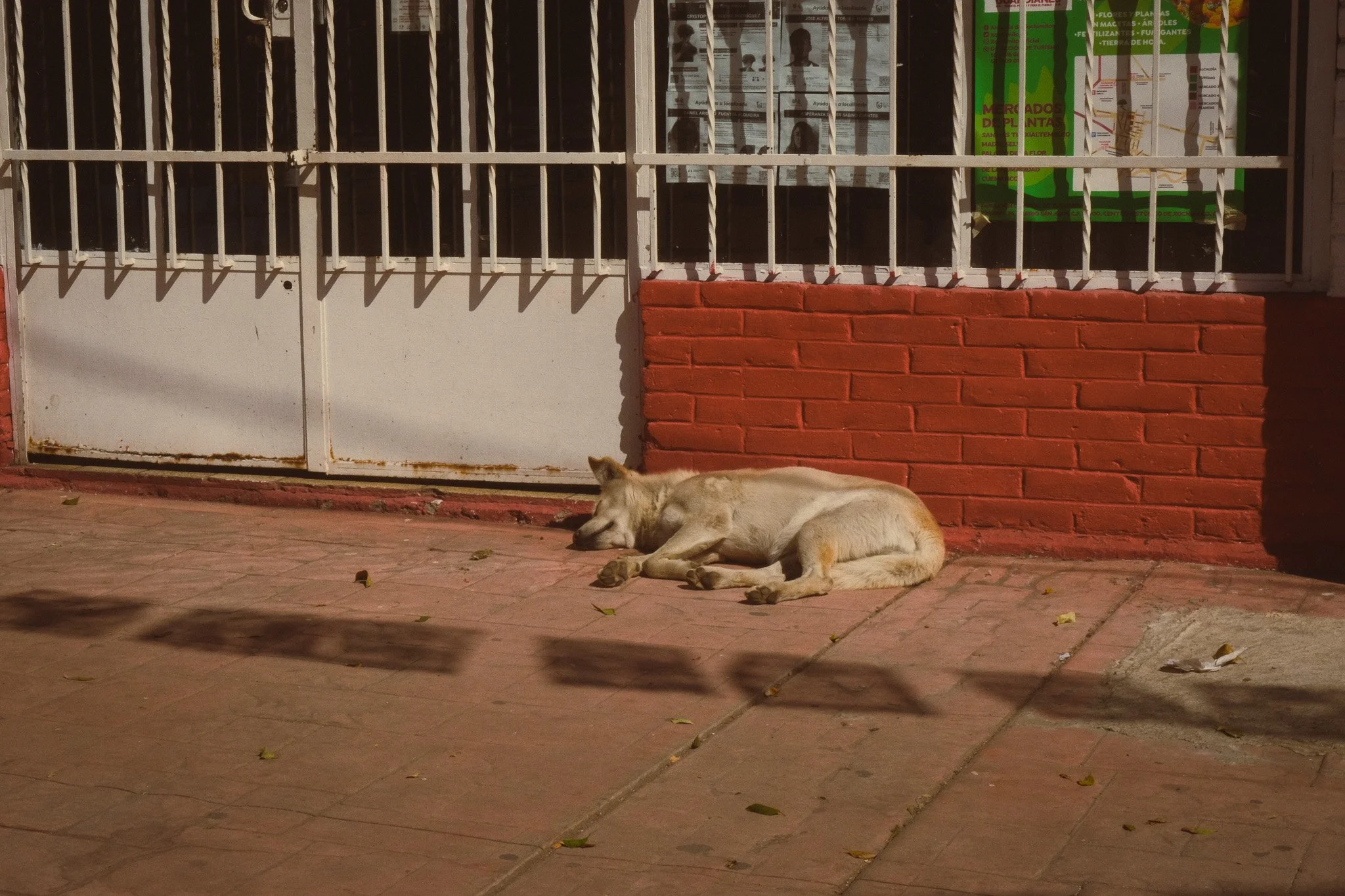 A dog sleeping on the sidewalk near a white metal fence and a red brick wall in the evening.