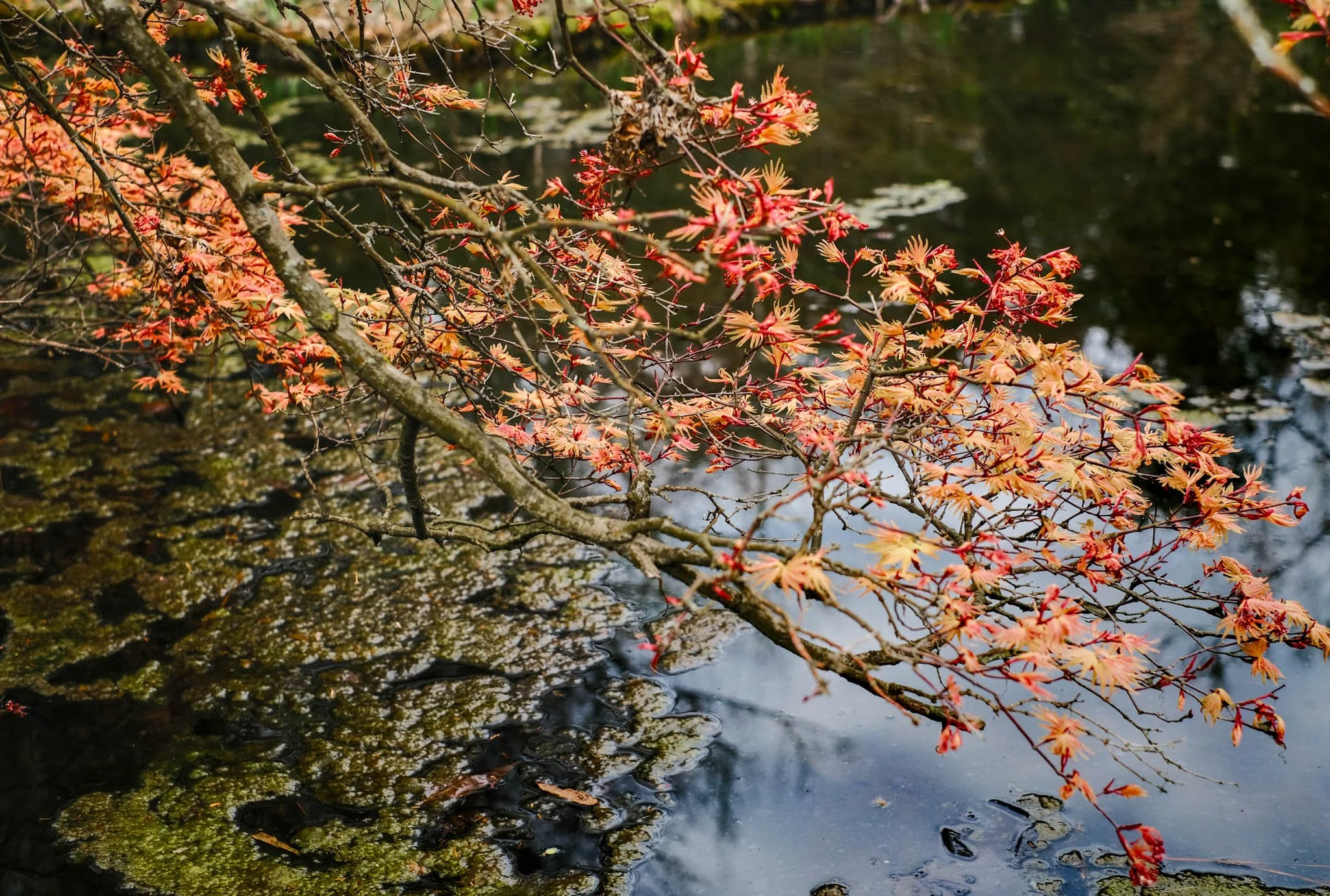 Red and orange maple leaves on a branch over a pond, with reflections of the leaves and sky on the water.