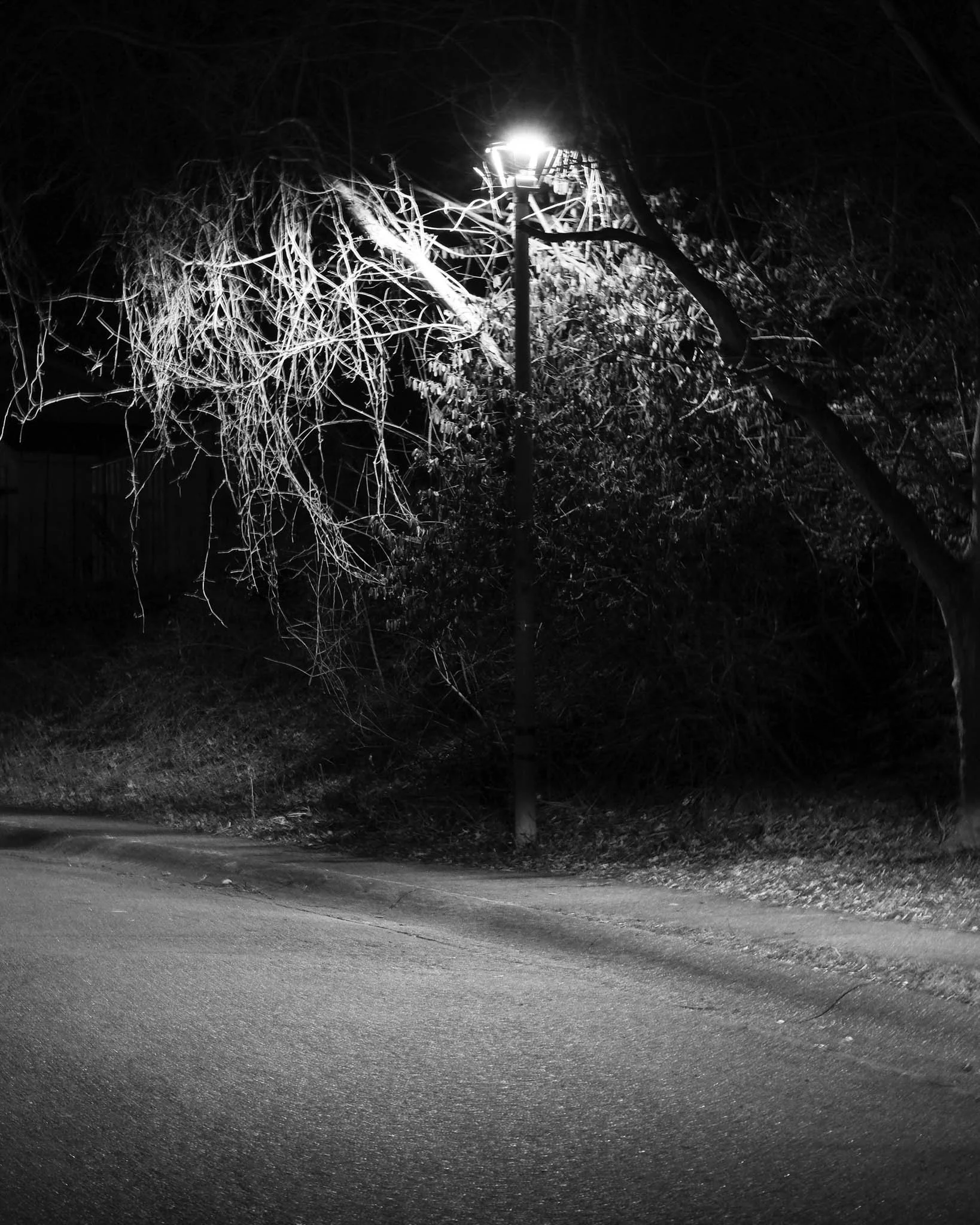 A black and white photo of a street lamp illuminating a fallen tree branch and surrounding foliage at night.