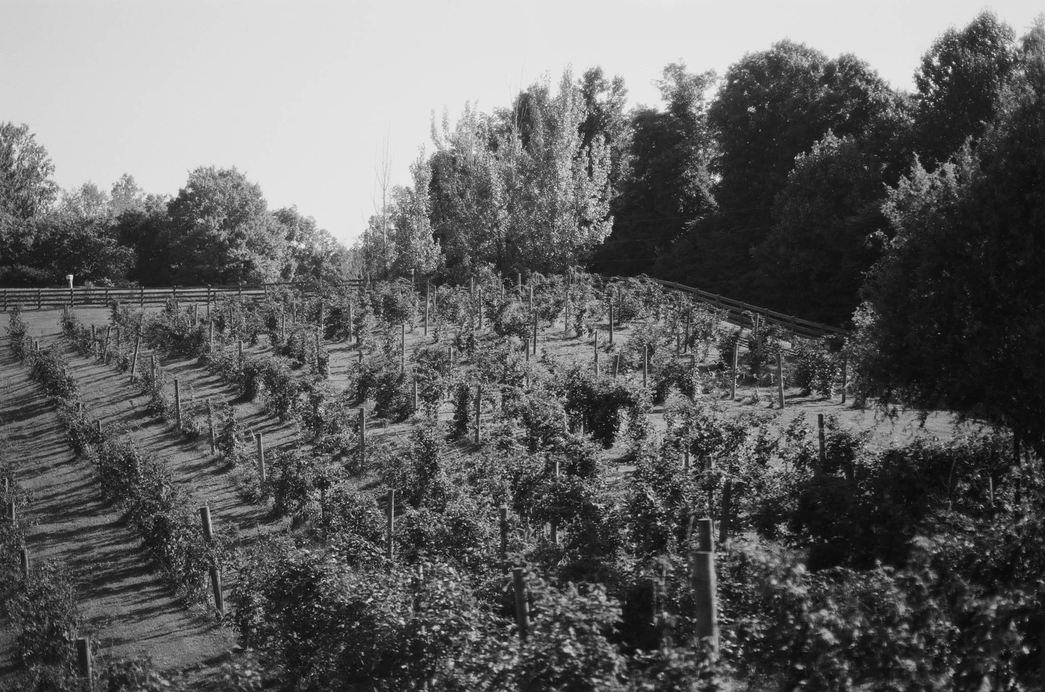 A black and white photo of a vineyard on a hillside with rows of grapevines supported by wooden posts, surrounded by trees and a fence at the top of the hill.