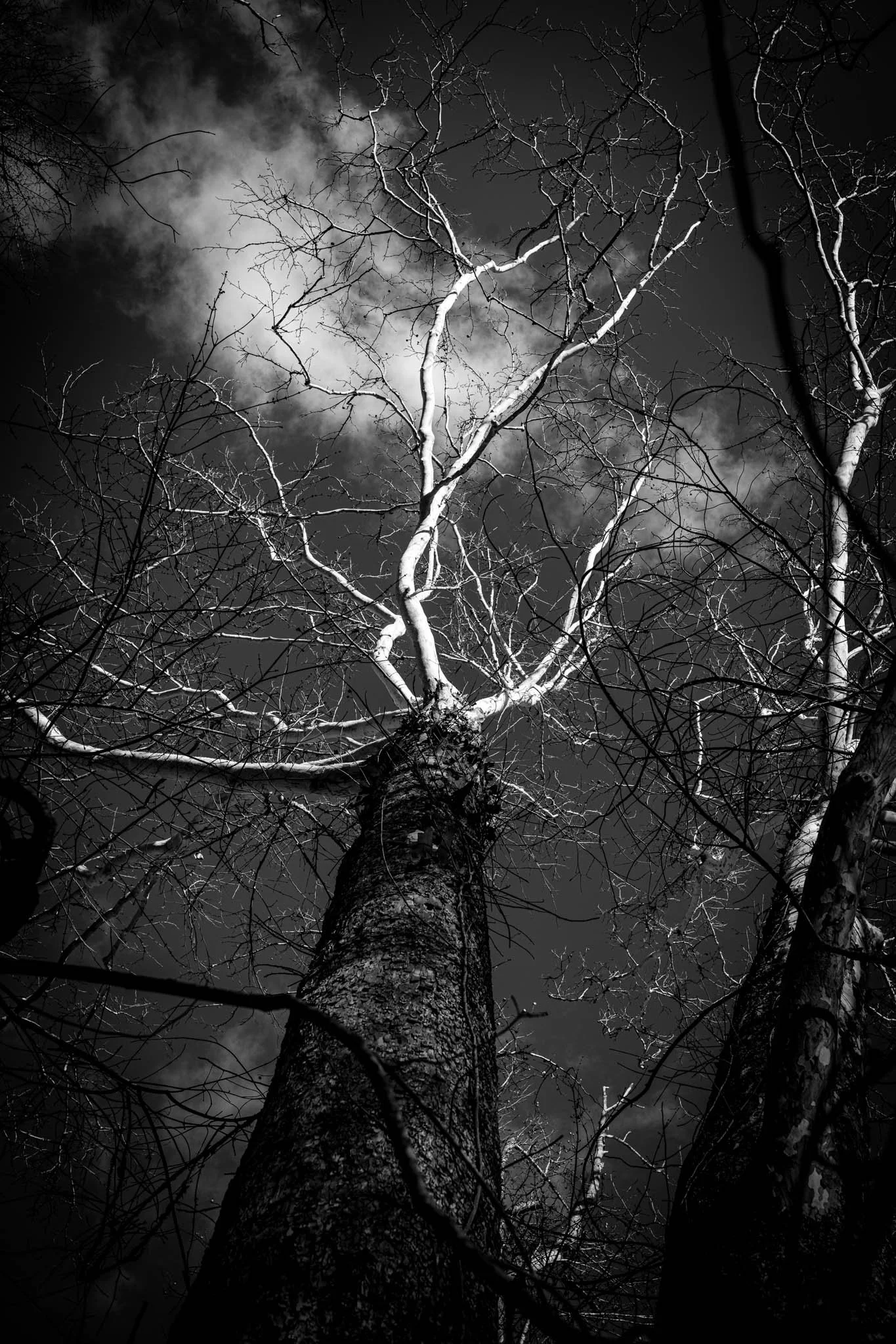 Black and white photo of a tall, leafless tree with twisting branches, captured from below against a dark, cloudy sky.