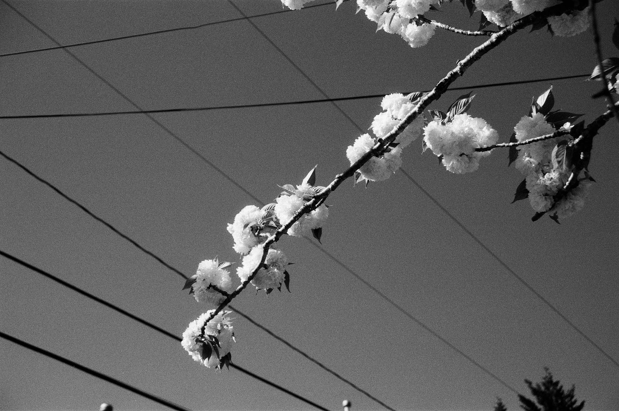 A branch of cherry blossoms with flowers, against a background of power lines and a cloudy sky.