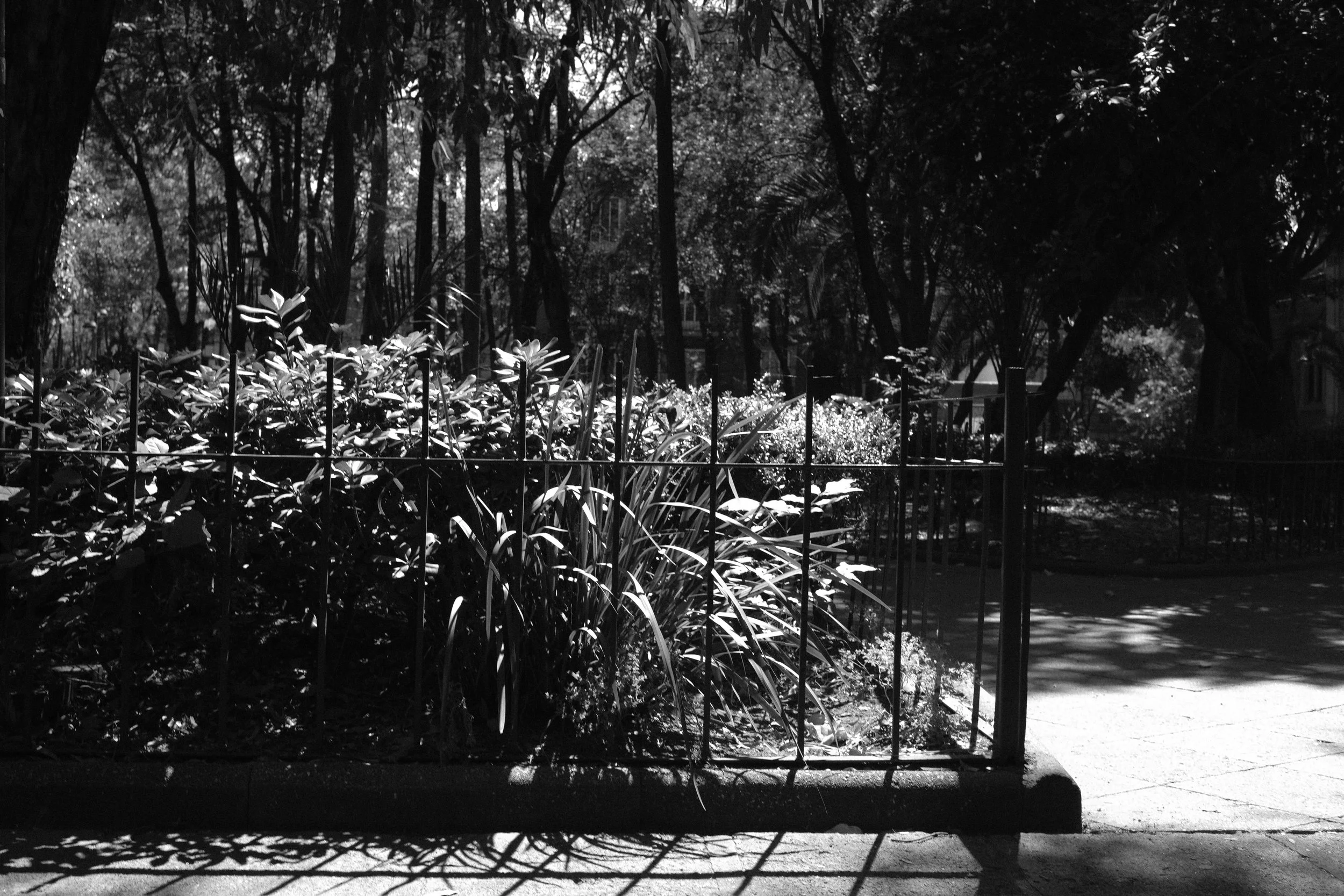 A black and white photograph of a park with trees and bushes, a metal fence, and a paved walkway, with sunlight casting shadows.