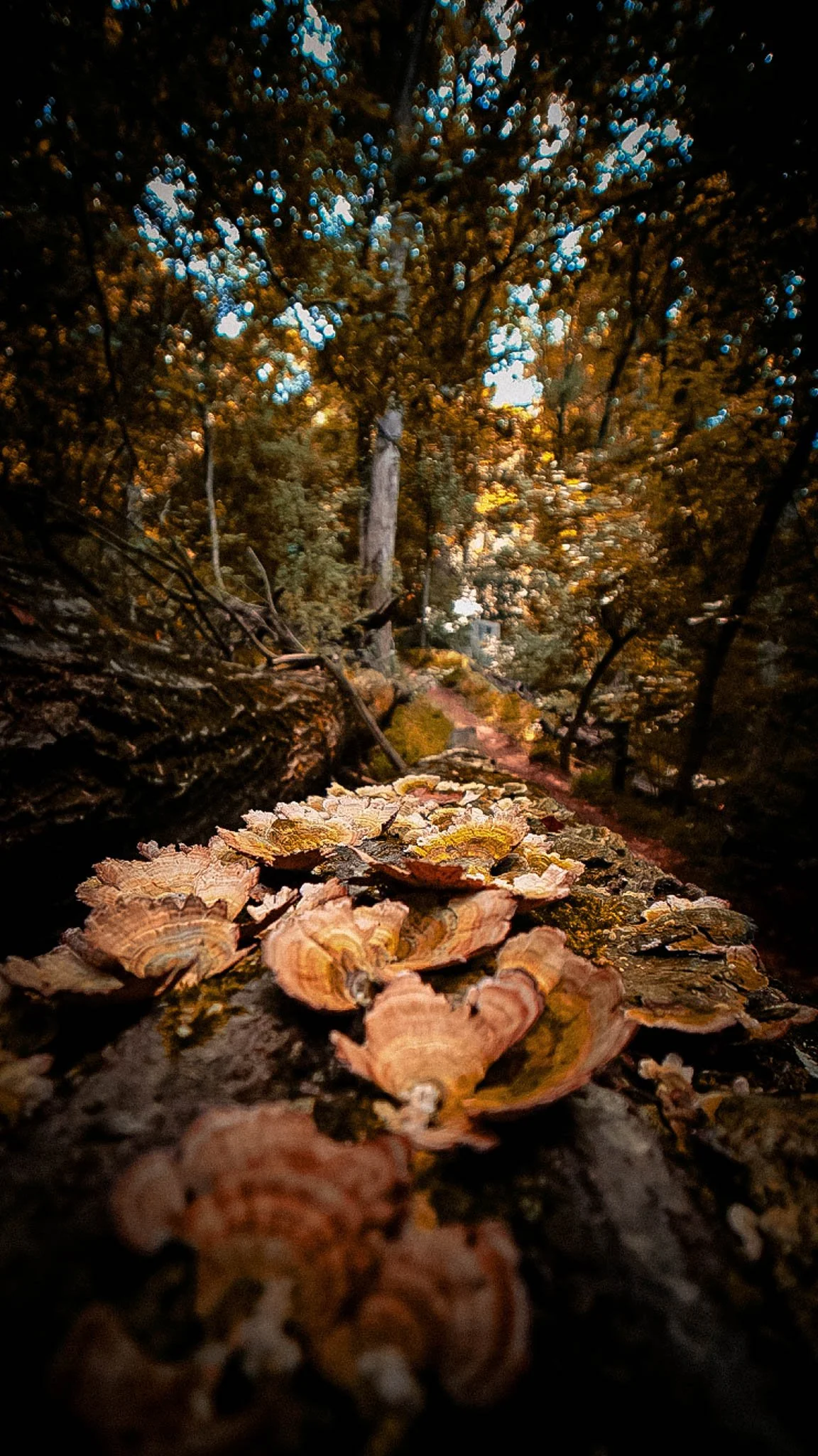 Close-up of a fallen tree trunk covered with clusters of orange and beige mushrooms in a dense forest with tall trees and fall foliage in the background.