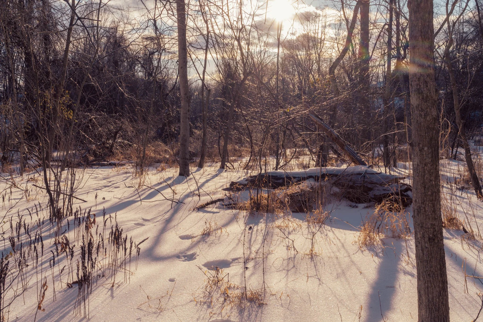 Snow-covered forest with leafless trees, fallen branches, and a fallen tree trunk in the foreground, illuminated by sunlight.