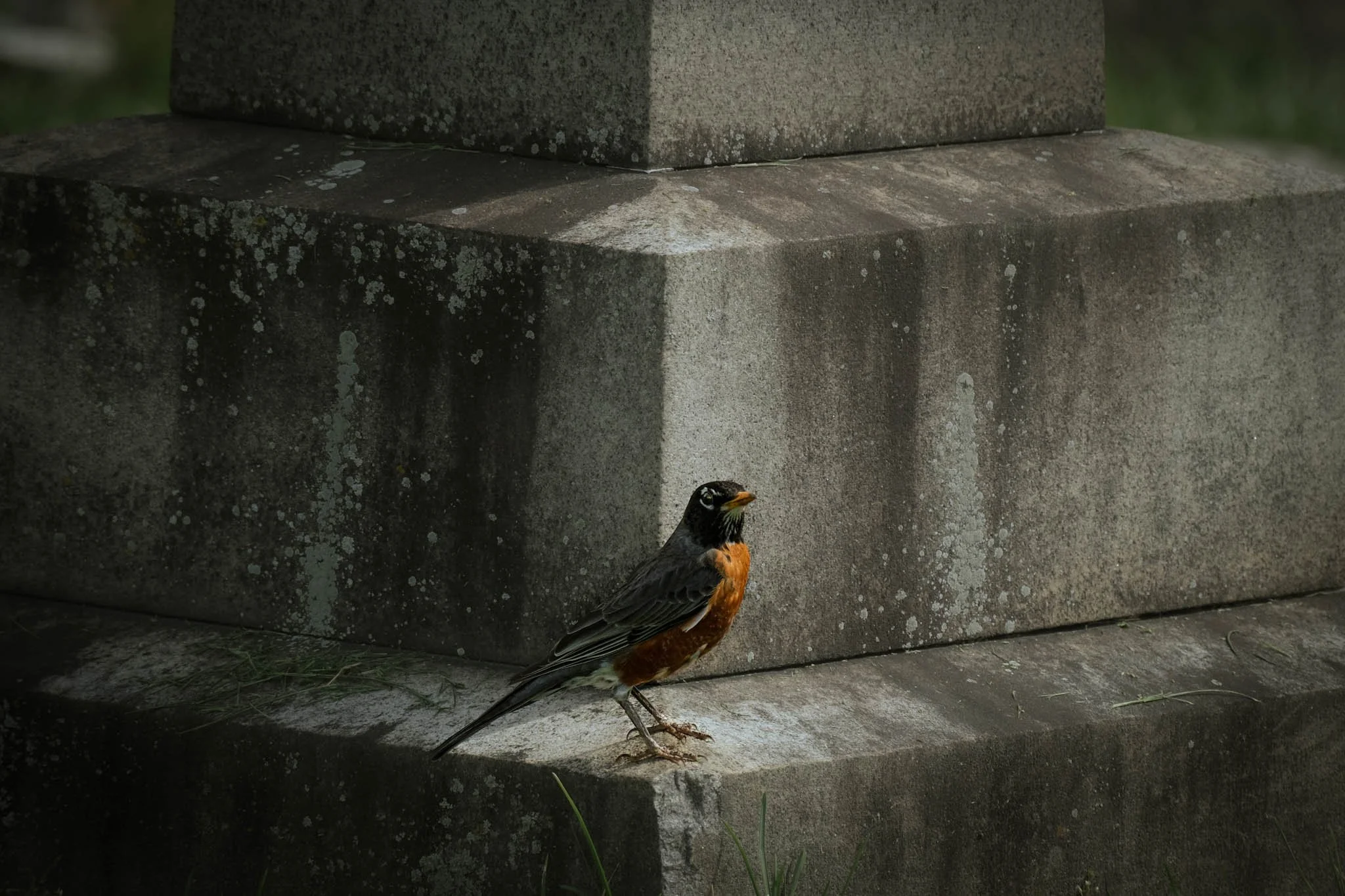 A bird with black and orange feathers standing on a concrete step near a stone monument with moss and lichen.