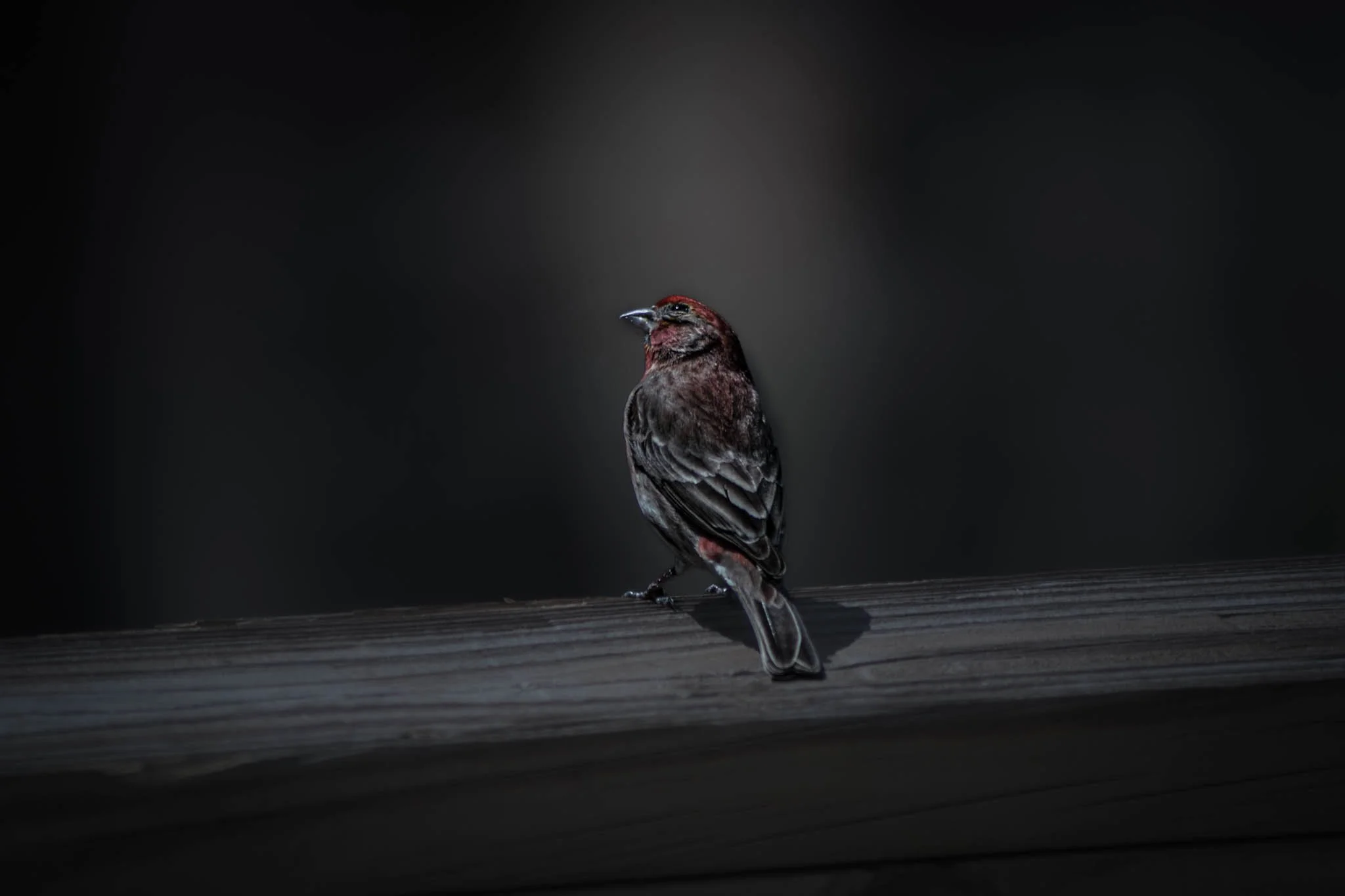 A small bird with brown and reddish feathers perched on a wooden surface against a dark background.