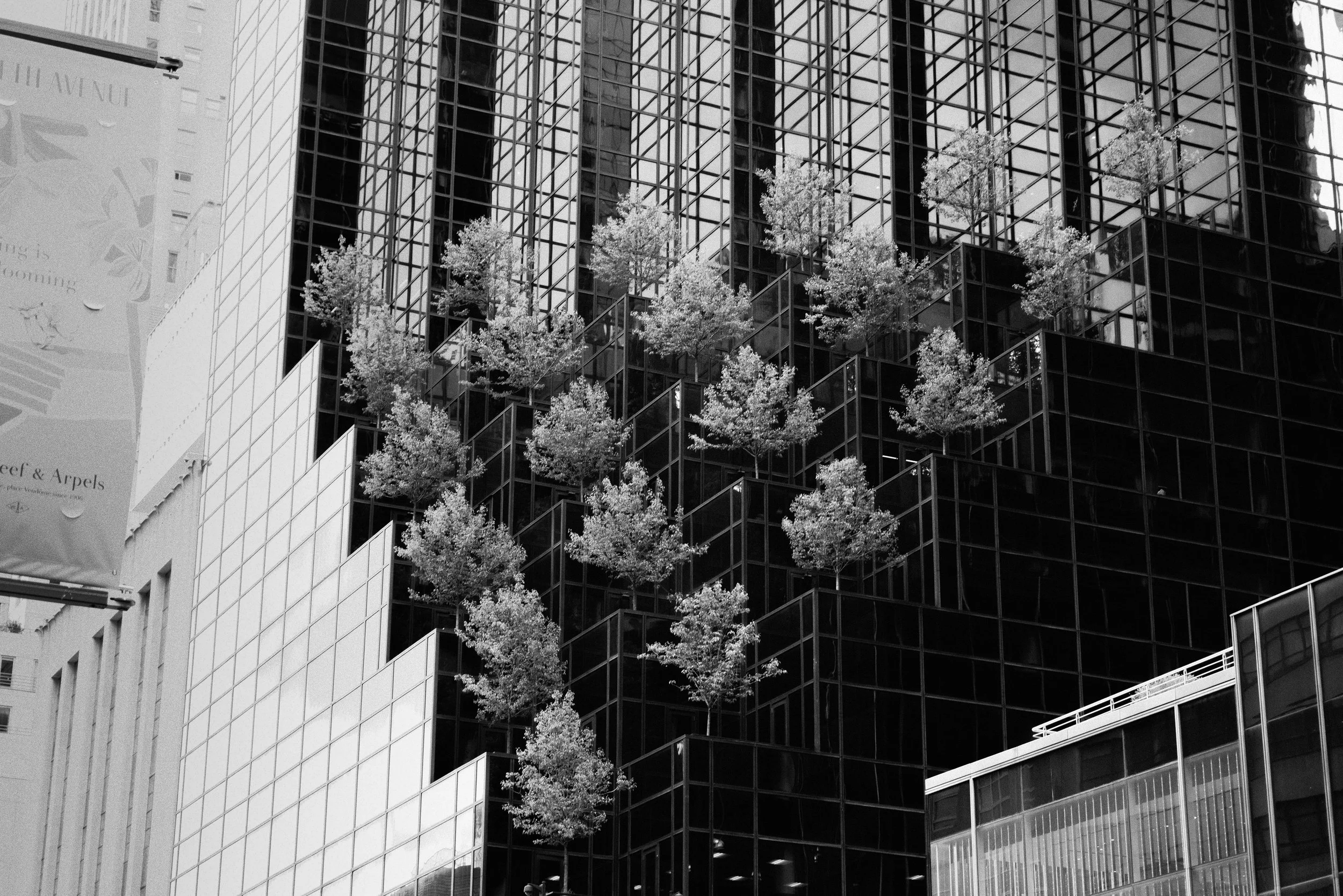 Black and white photograph of a modern glass building with multiple trees planted in planters outside, reflecting in the glass facade.