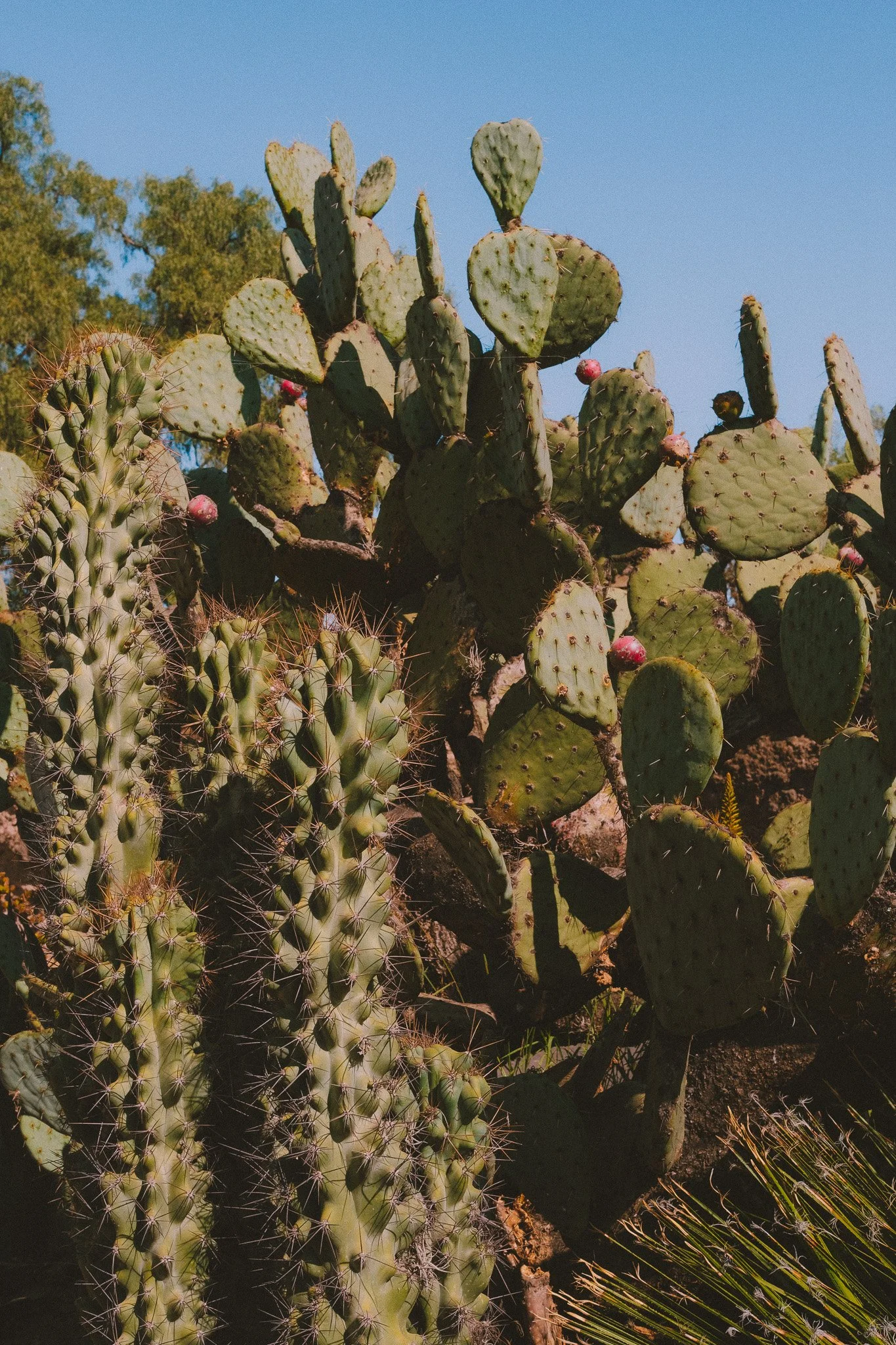 Close-up of multiple prickly pear cacti with green pads and pink fruit, under a clear blue sky.