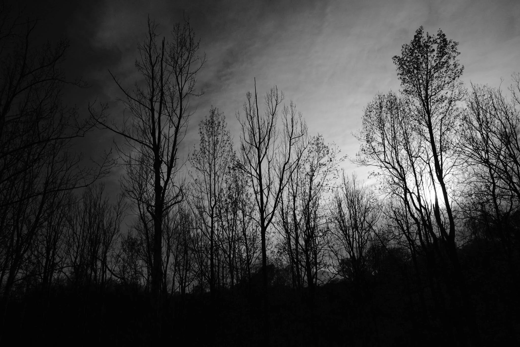 Silhouettes of leafless trees against a cloudy, dark sky.