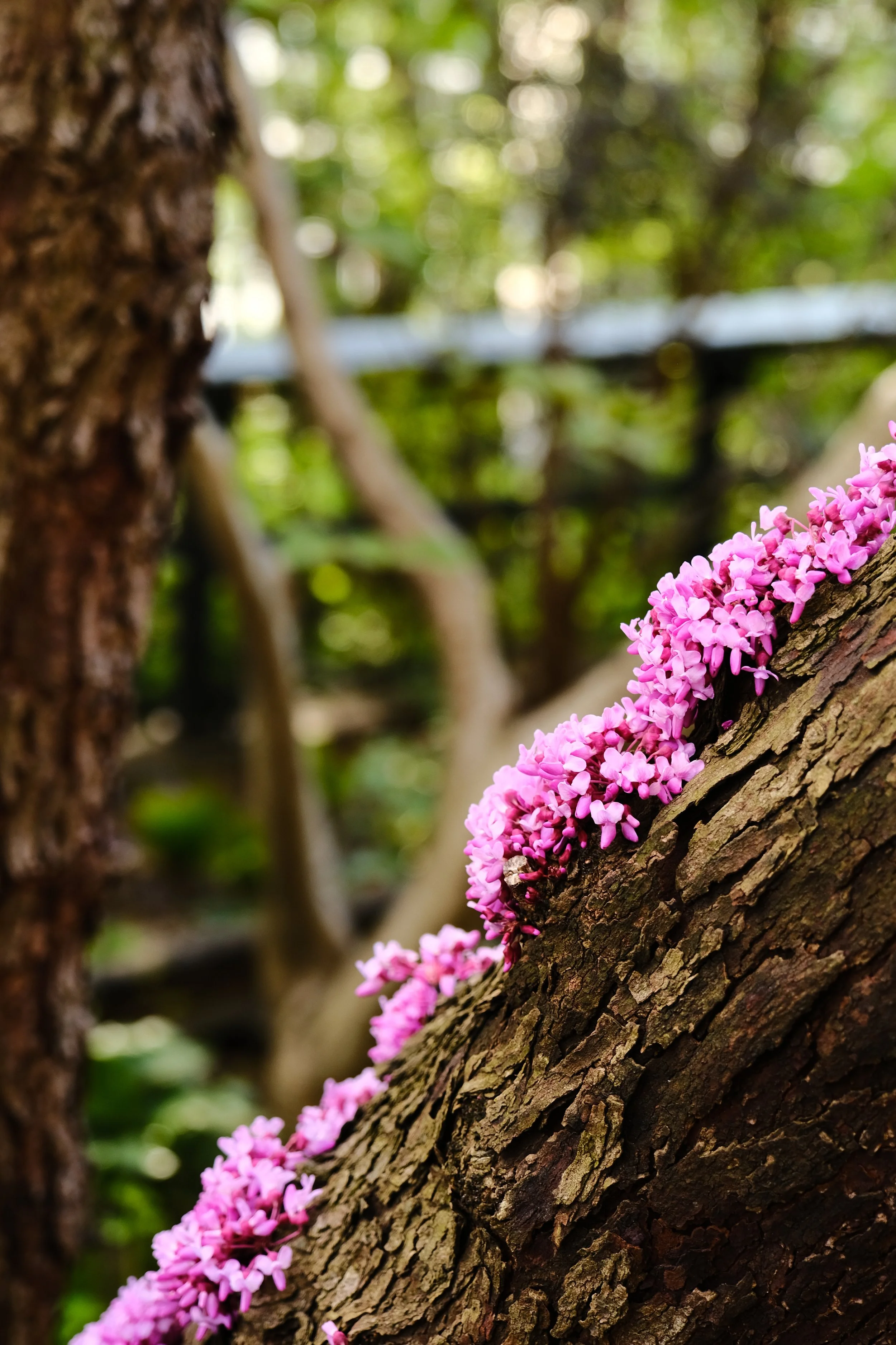 Close-up of pinkish-purple fungi growing on a tree trunk in a forest.
