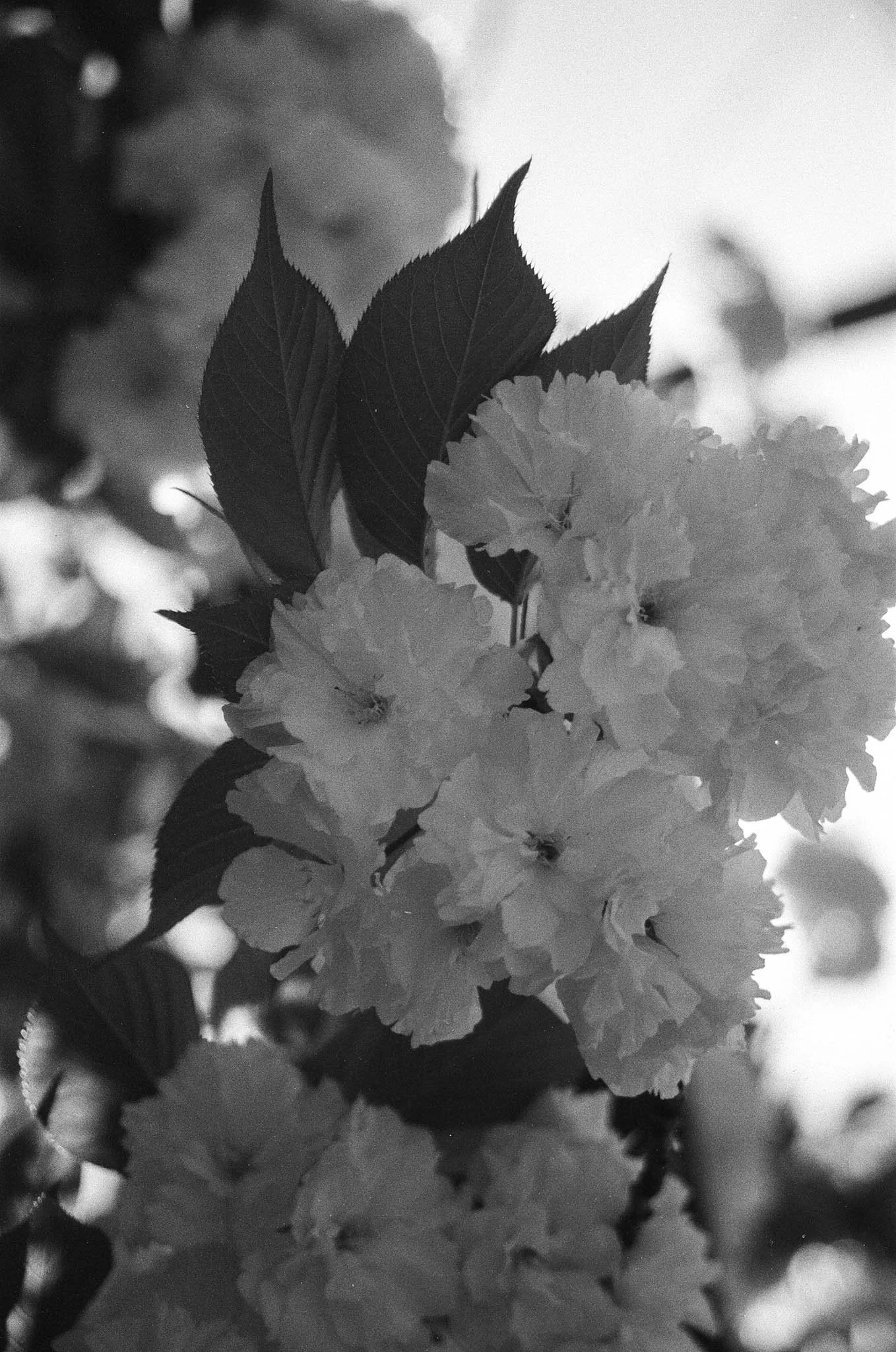 Black and white photo of a cluster of flowers and leaves on a branch.