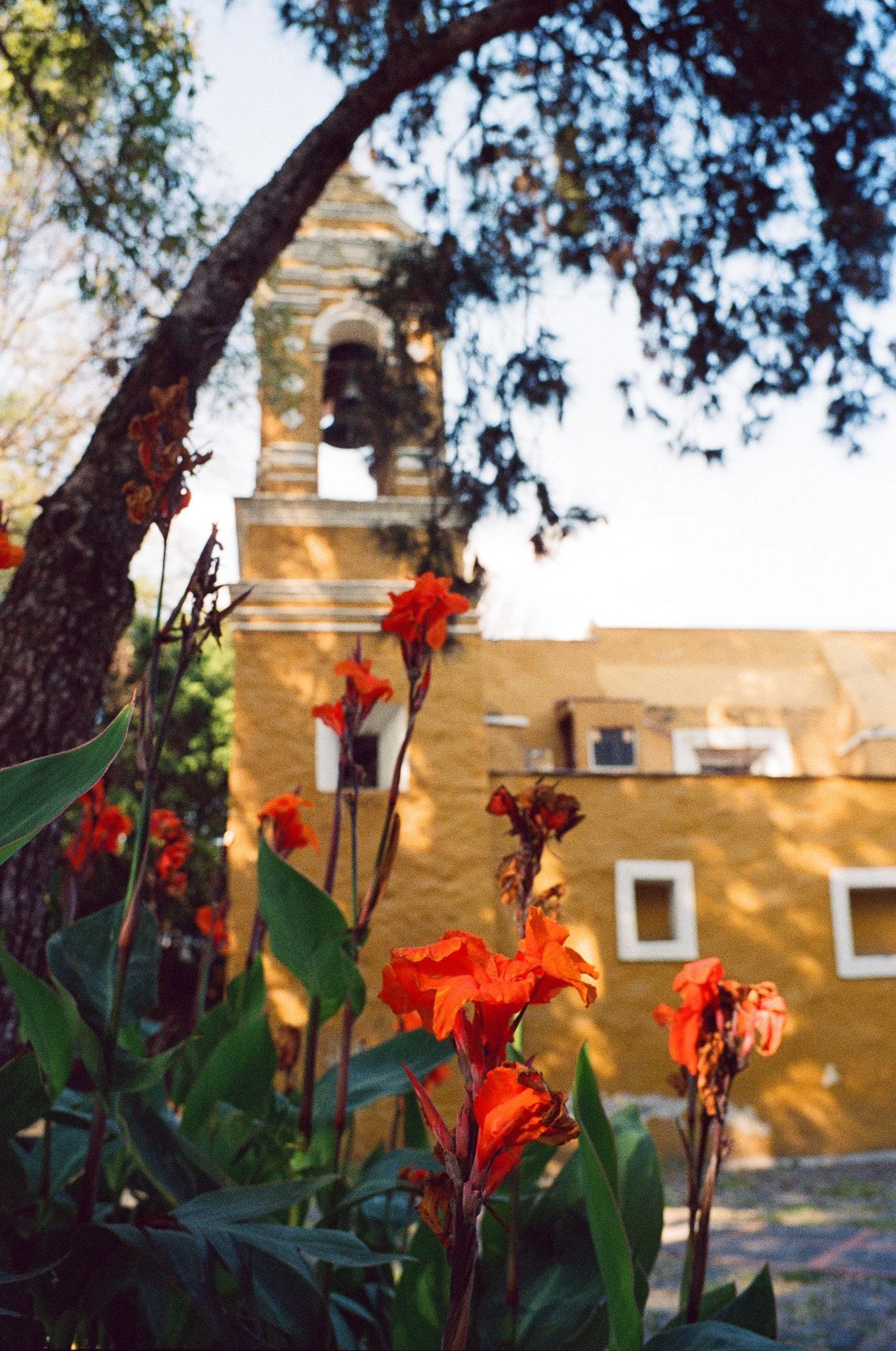 Flowers with red-orange petals growing in a garden with a yellow building and a bell tower in the background.
