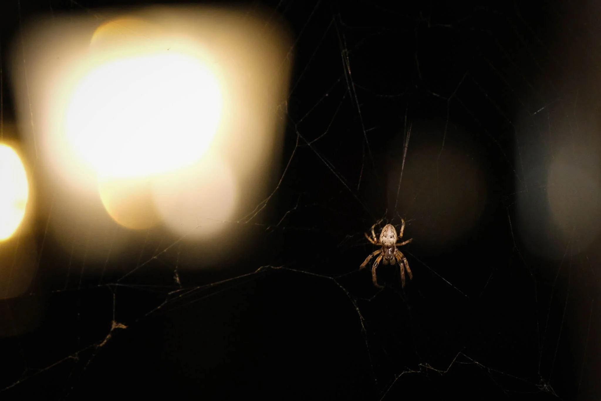 A spider on its web at night, illuminated by nearby lights, with blurred lights in the background.