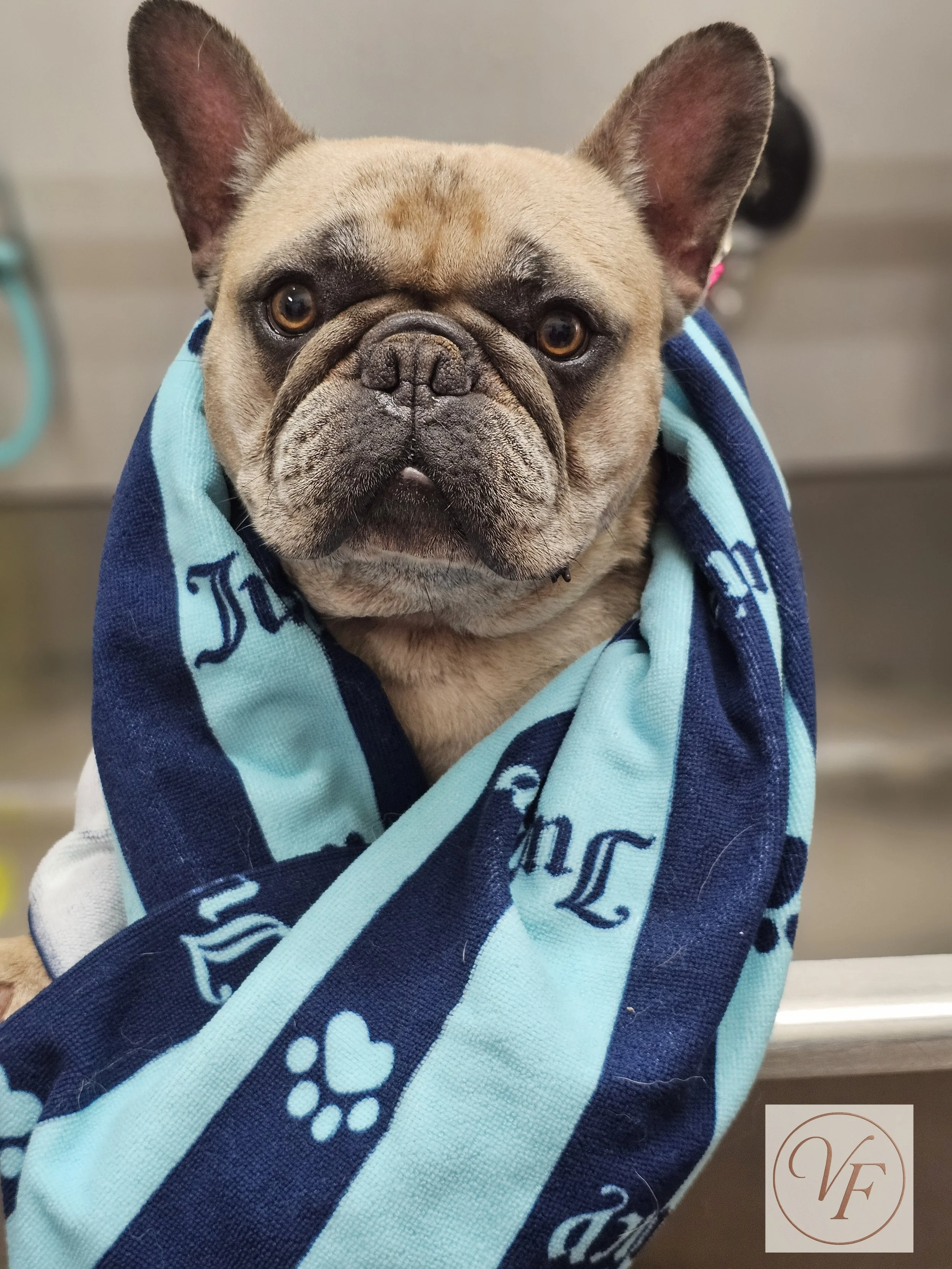 Short Haired Bath (No Tidy)