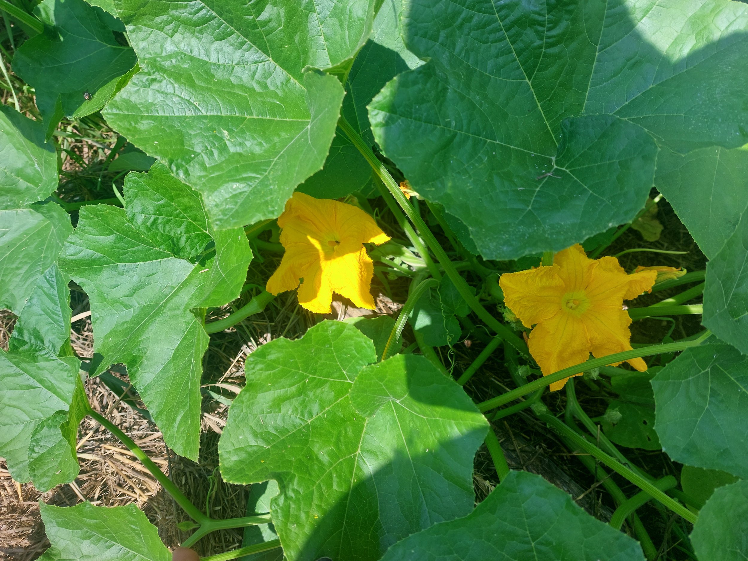 vibrant yellow squash flowers under big green leaves