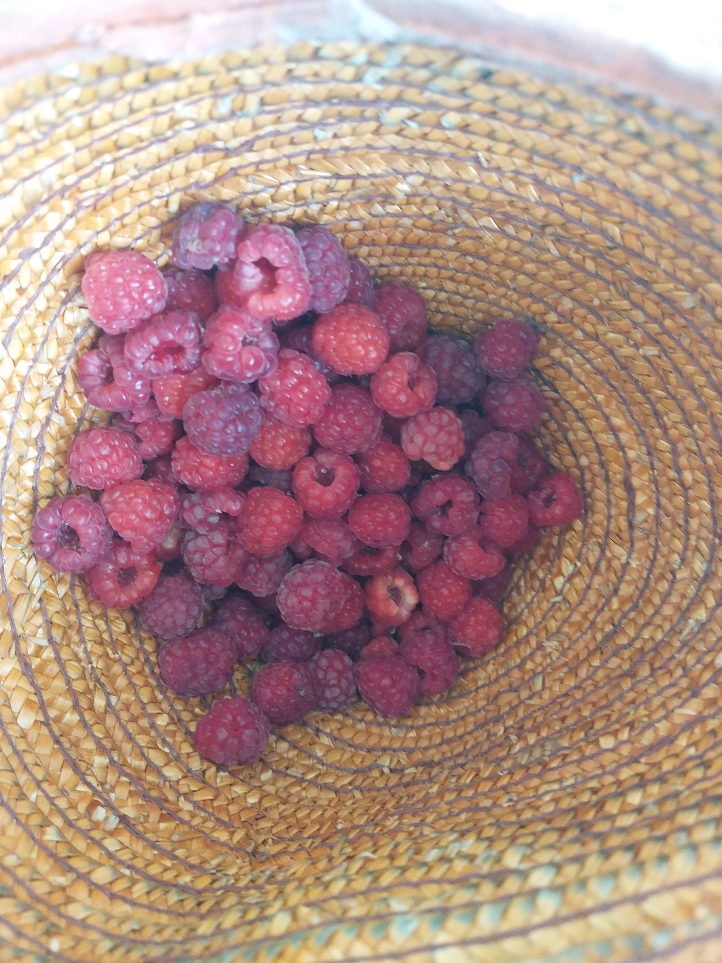 wild raspberries in a straw basket