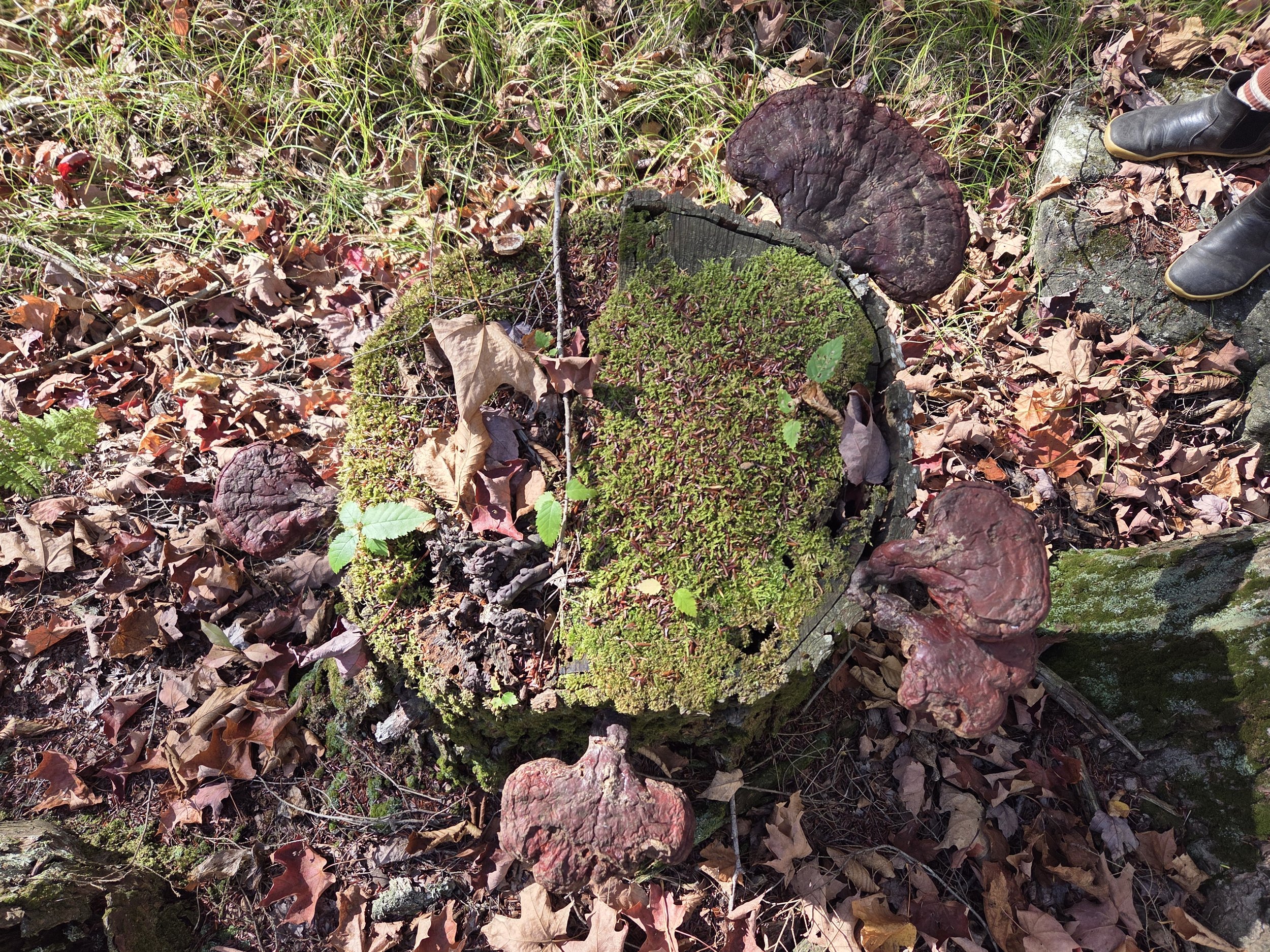 reishi mushrooms growing from a hemlock tree in the fall