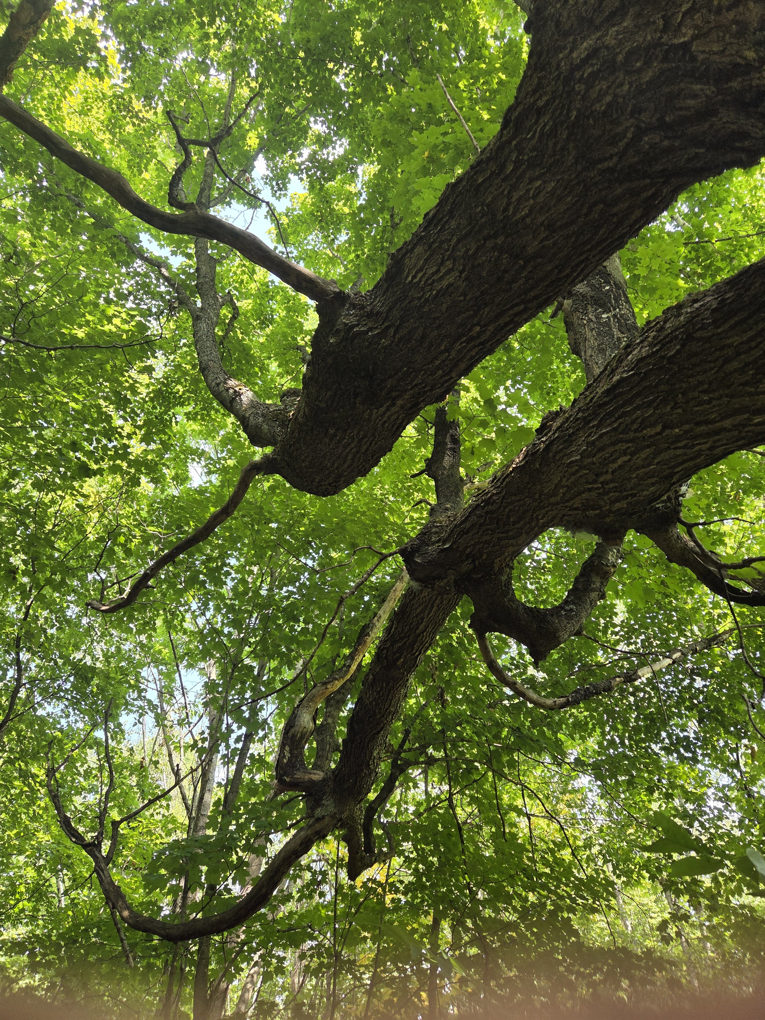 looking up at beautifully vibrant green tree tops