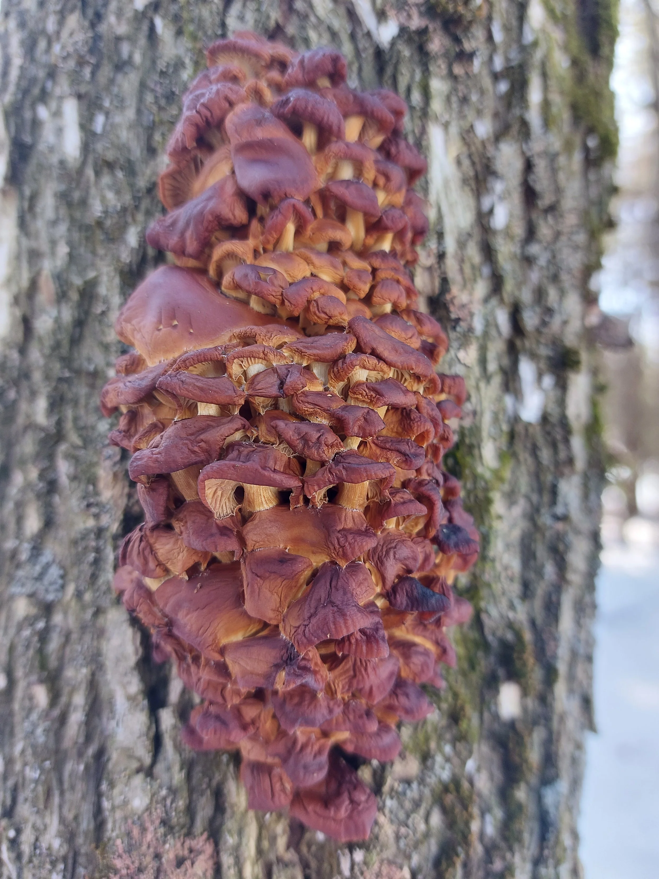 winter mushrooms growing in a red and brown cluster on the trunk of a tree