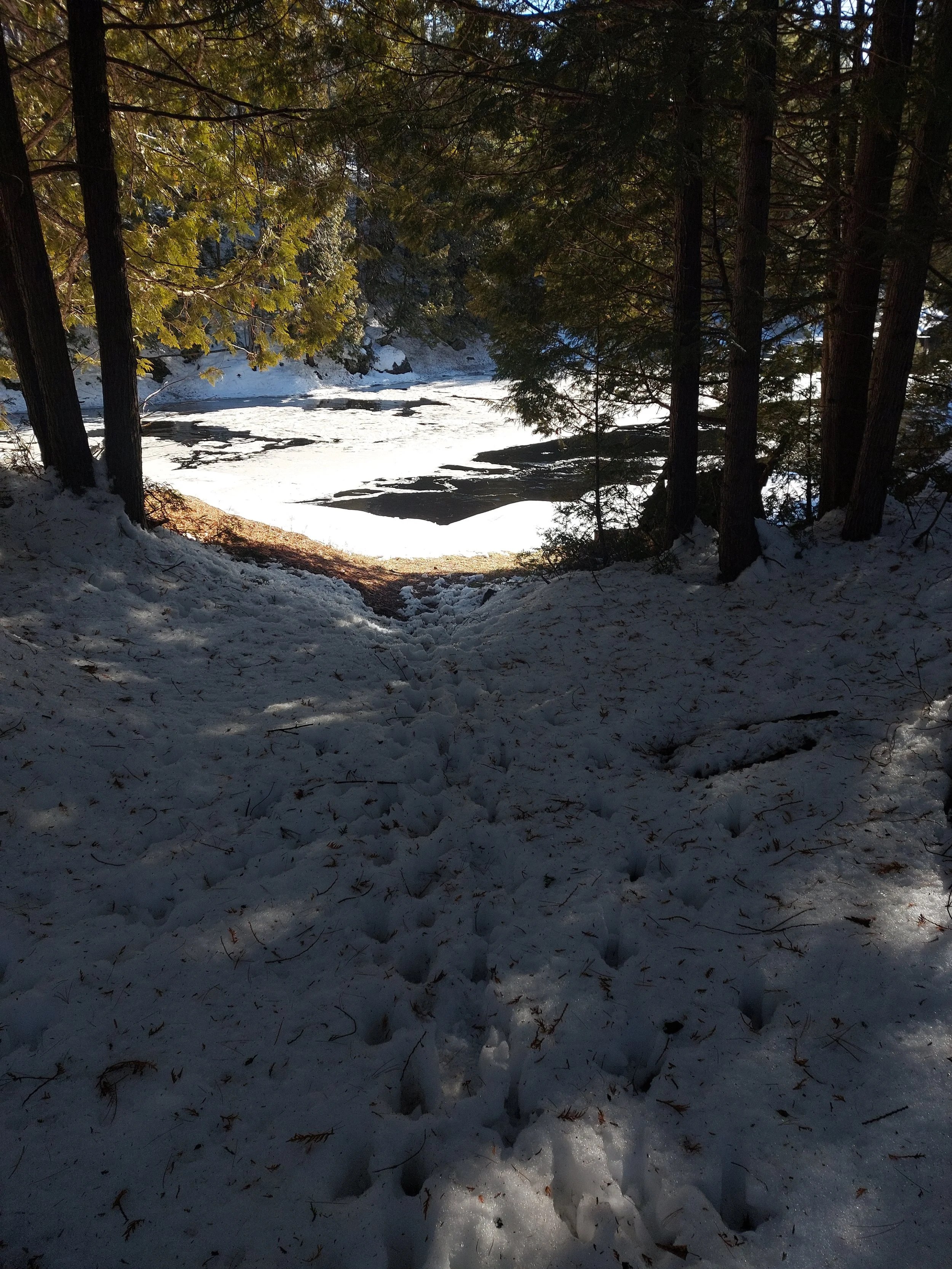 Snow-covered ground with footprints leading to a partially frozen river, surrounded by evergreen trees under a clear sky.
