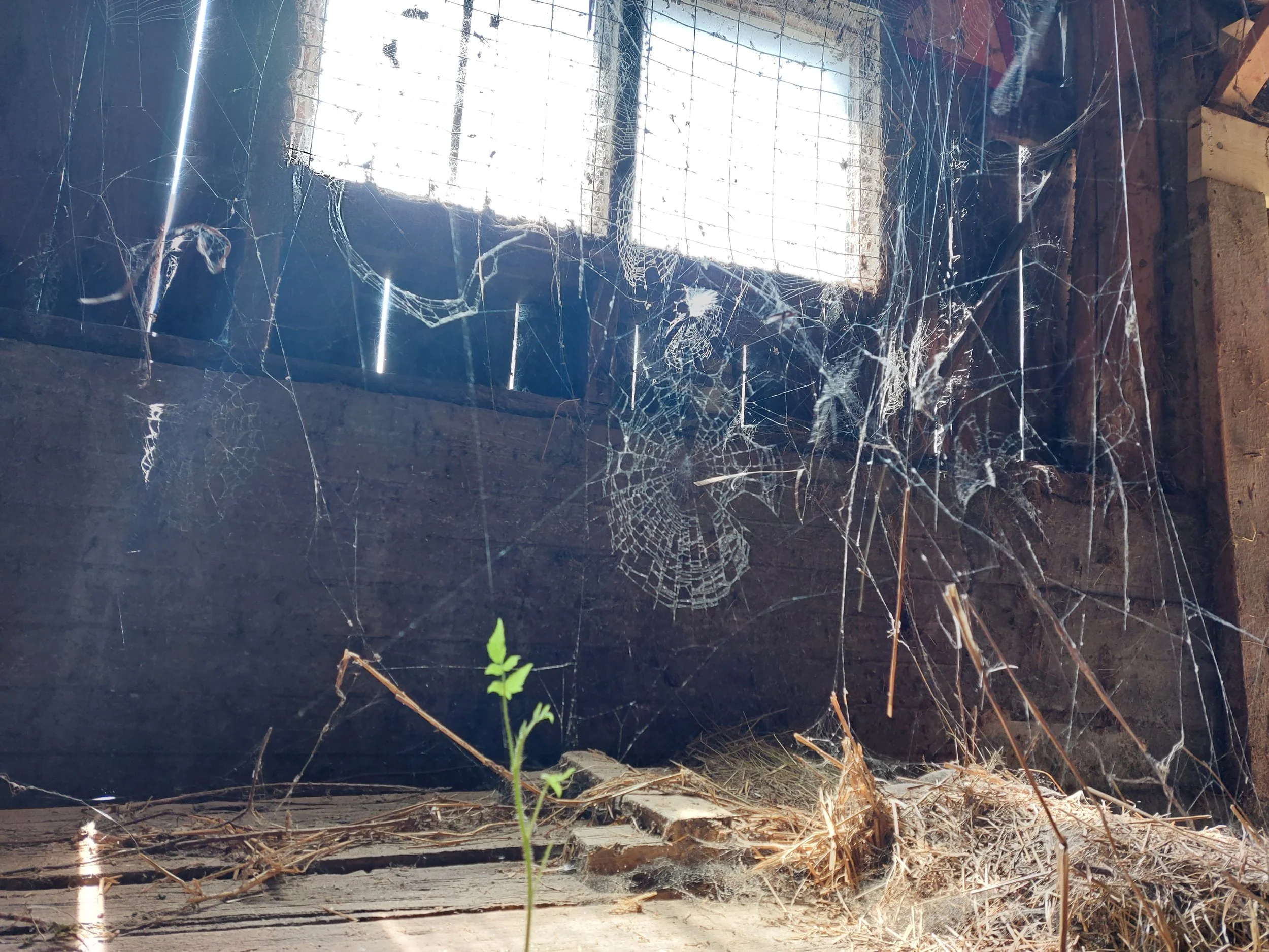 A dusty attic with spider webs and a small green plant growing in the corner.